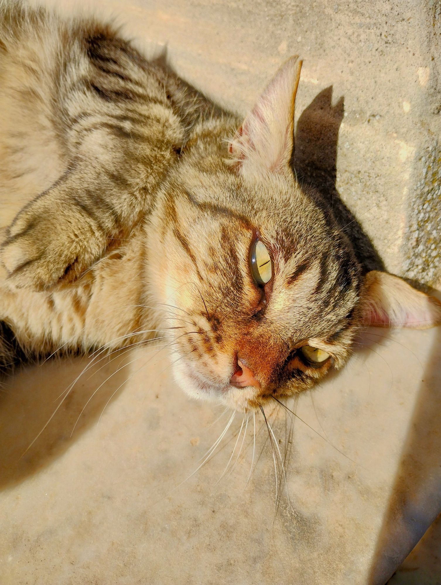 Photo en gros plan d’un chat tigré gris-beige aux yeux vert-jaune, allongé sur un escalier en marbre, illuminé par le soleil. Il lève l’une de ses pattes avant car il a été photographié en plein roulibouli.