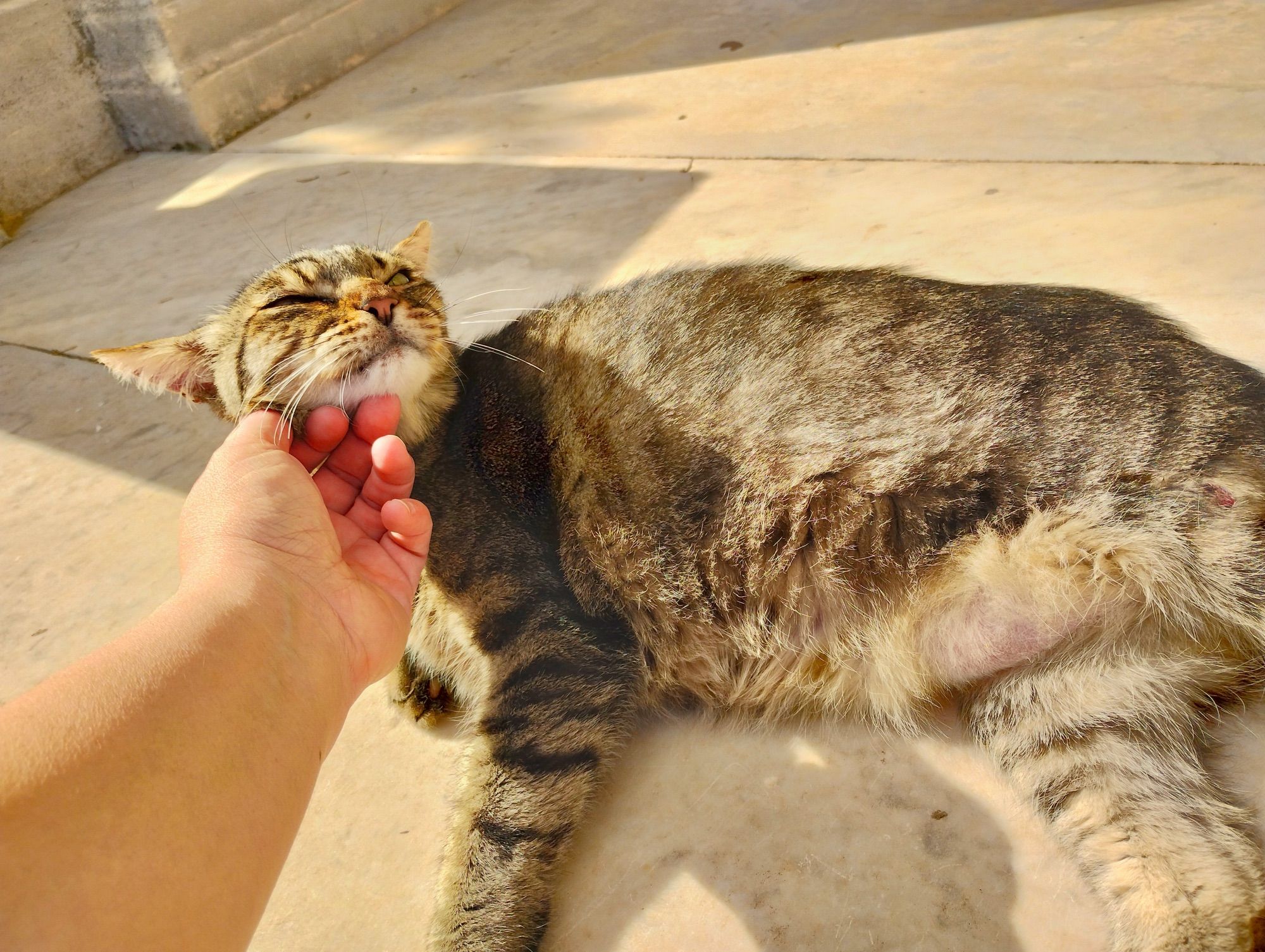 Photo en gros plan d’un chat tigré gris-beige, allongé sur une dalle en marbre, illuminé par le soleil, on voit mon bras et ma main en train de le gratouiller sous le menton.