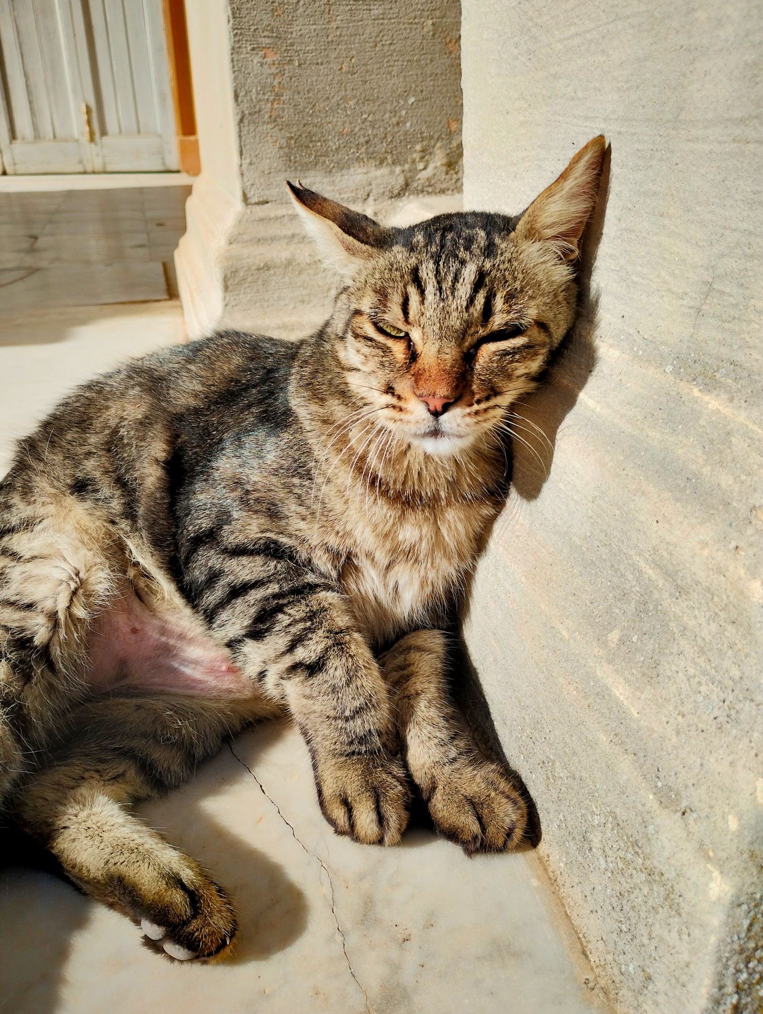 Photo en gros plan d’un chat tigré gris-beige illuminé par le soleil, les yeux mi-clos. Il est adossé contre un pilier.