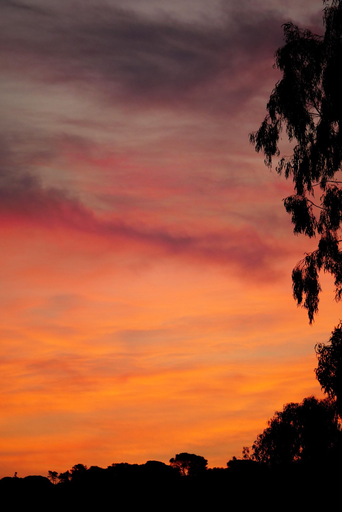 Photo au format vertical de nuages légers, entièrement colorés par le lever du soleil (hors champ). Les nuages semblent avoir été peints, dans un dégradé de gris, rose poudré, rose orangé et jaune. On aperçoit le haut d’une colline à contre jour en bas de l’image et un grand eucalyptus sur la gauche. la silhouette des arbres se dessine en ombres chinoises.