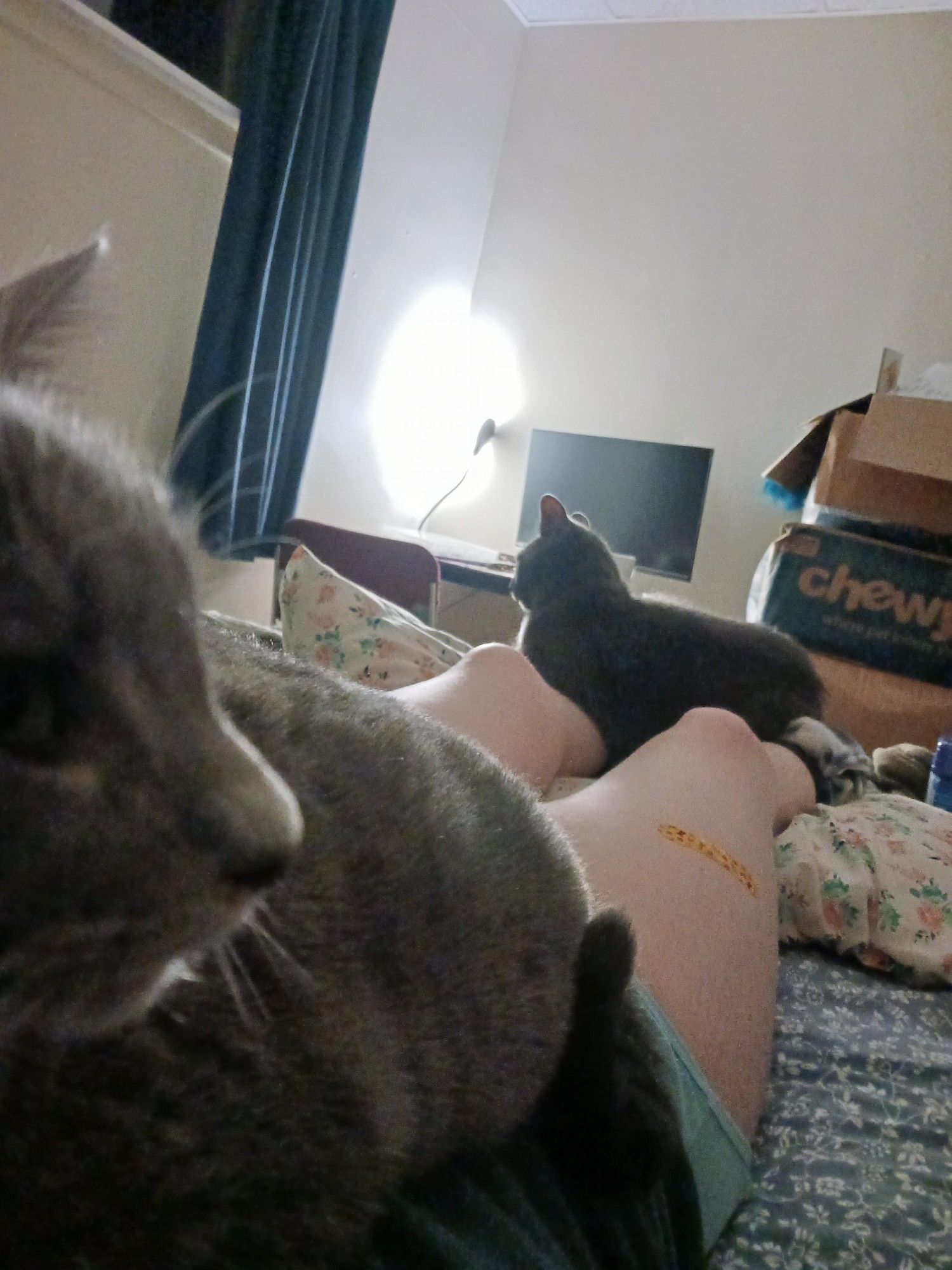 A picture of my cats laying on me. Tilly is a light grey tabby; she's sitting on my chest in the foreground. in the background is PJ, a Russian blue, laying on my shins.