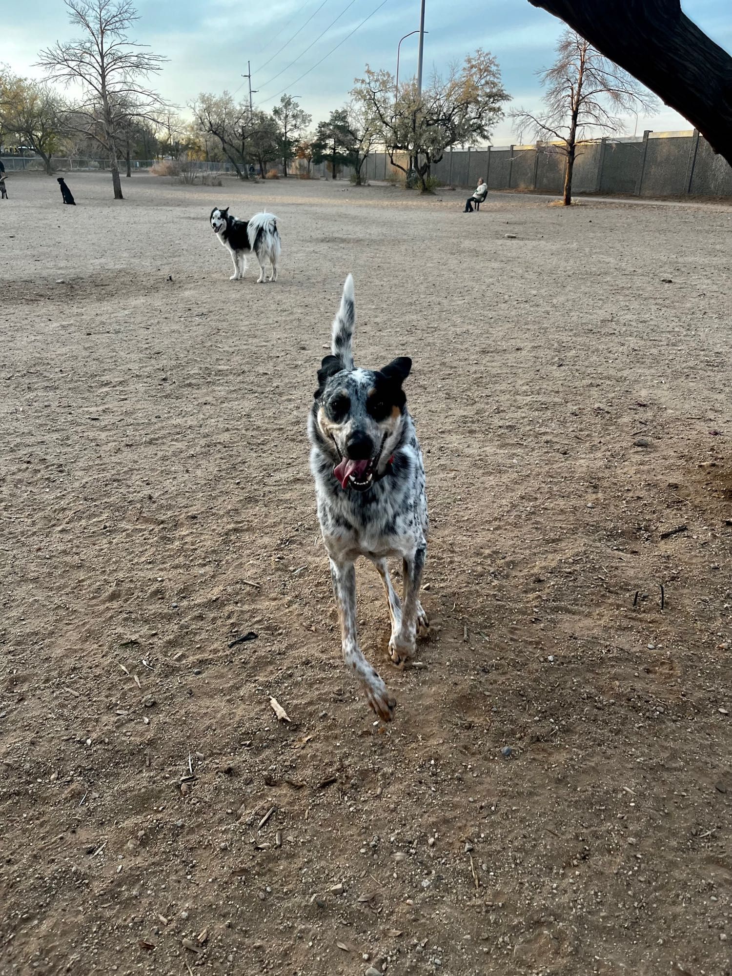 An excitable blue heeler mix at a dusty dog park lunging towards the camera