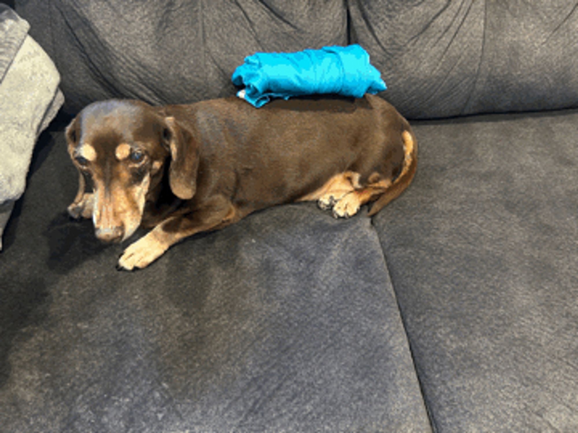 Dachshund with laundry