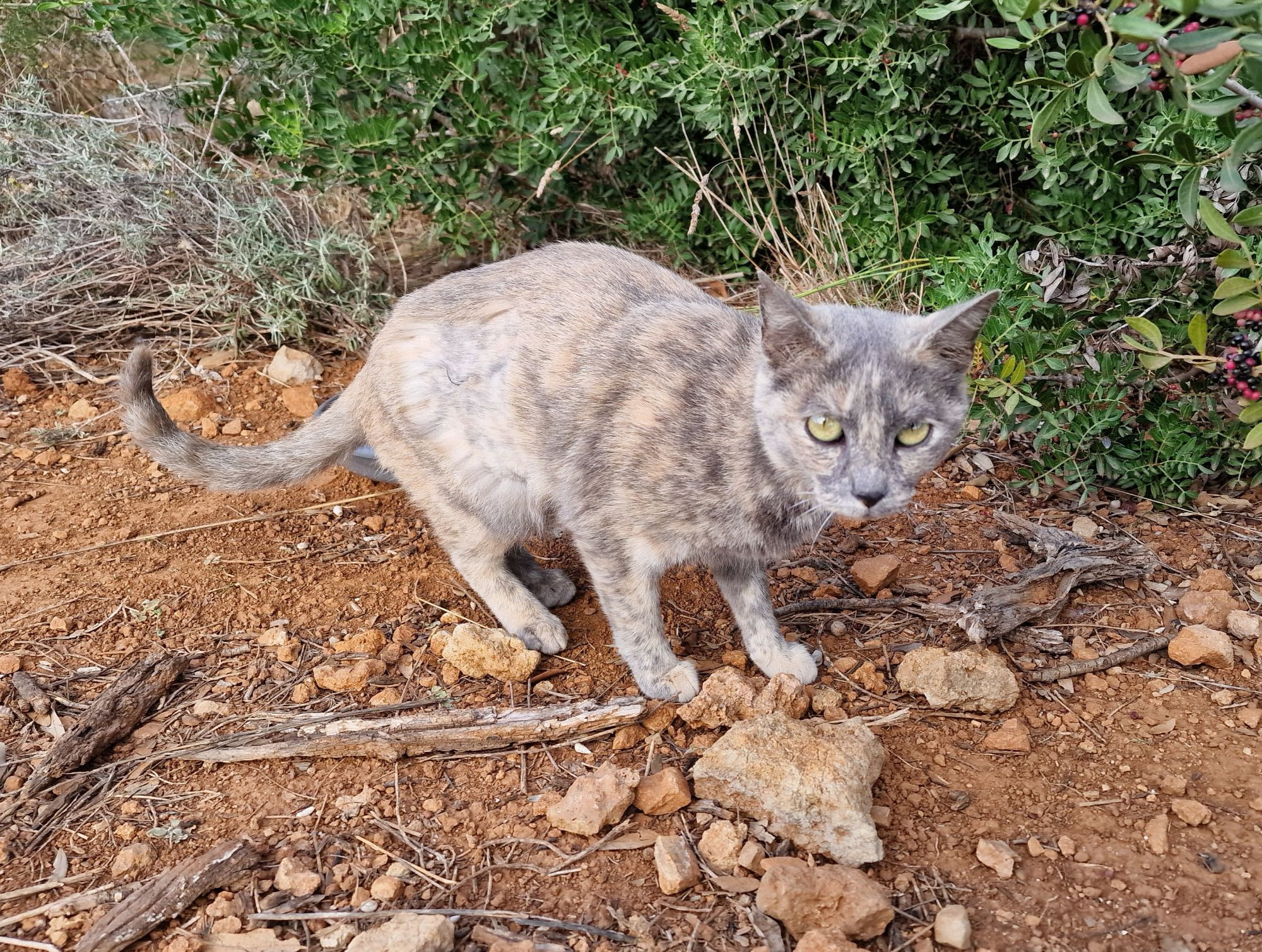 Frisch (interessant seitlich) kastrierte wilde Katze.