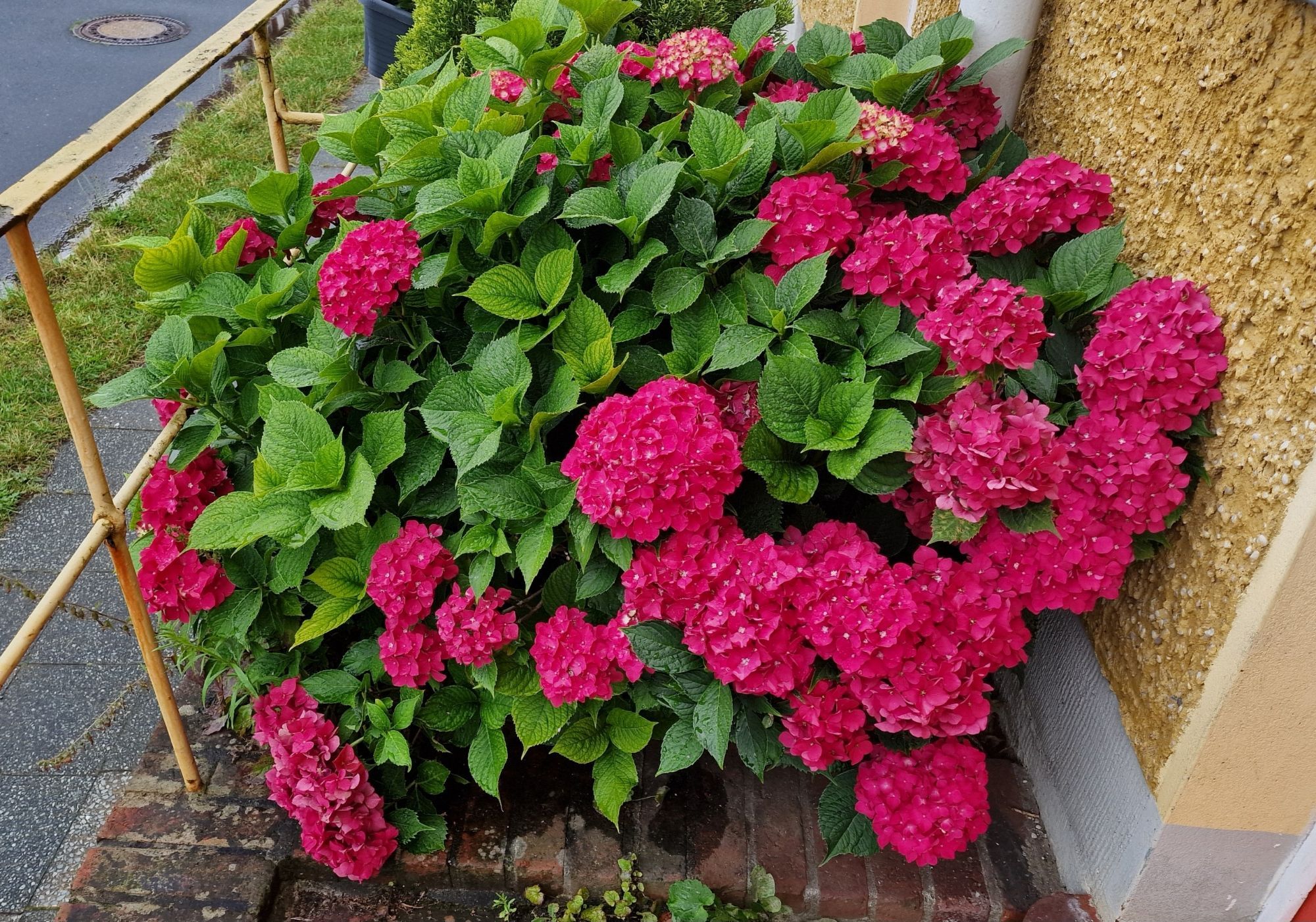 Hortensie blüht wieder ganz traumhaft.