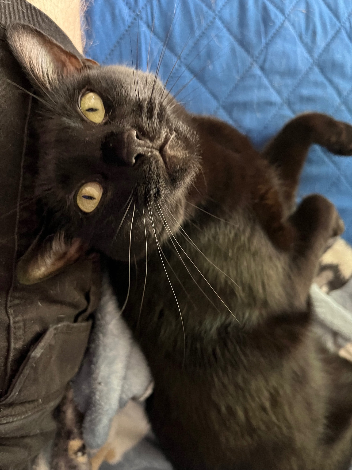 A black cat leaning against a leg he is looking up and his paws are curved in front of him.