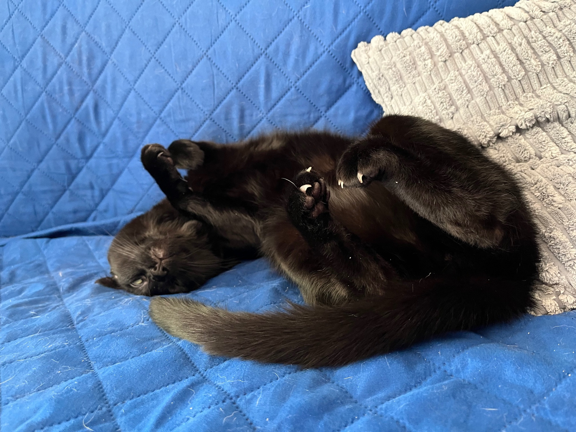 A black cat lying sprawled in his back with his tail curving towards his face. His paws are curled above him with visible claws,