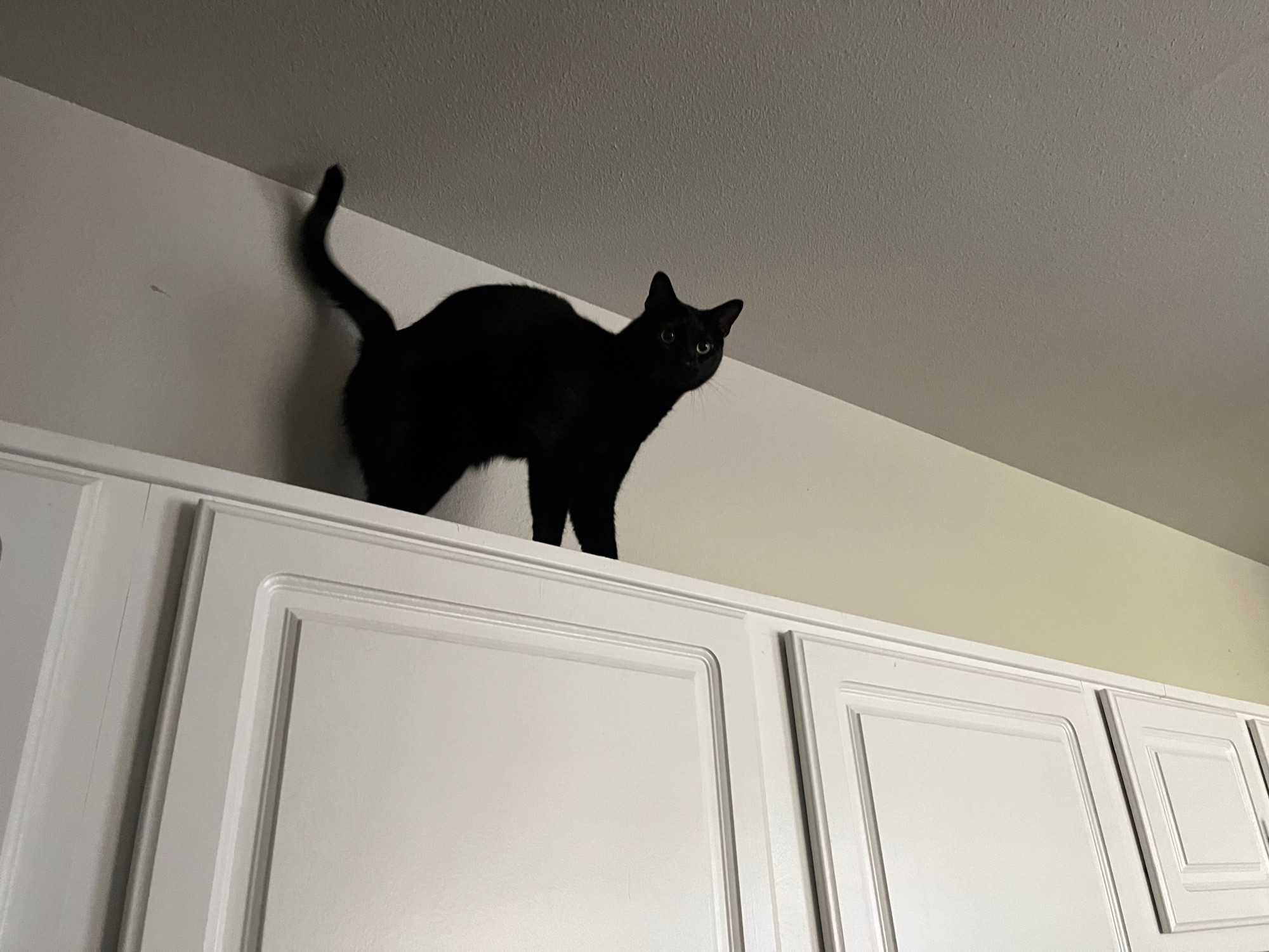 A black cat on the top of the cabinets he is looking down towards the camera and his tail is upright.