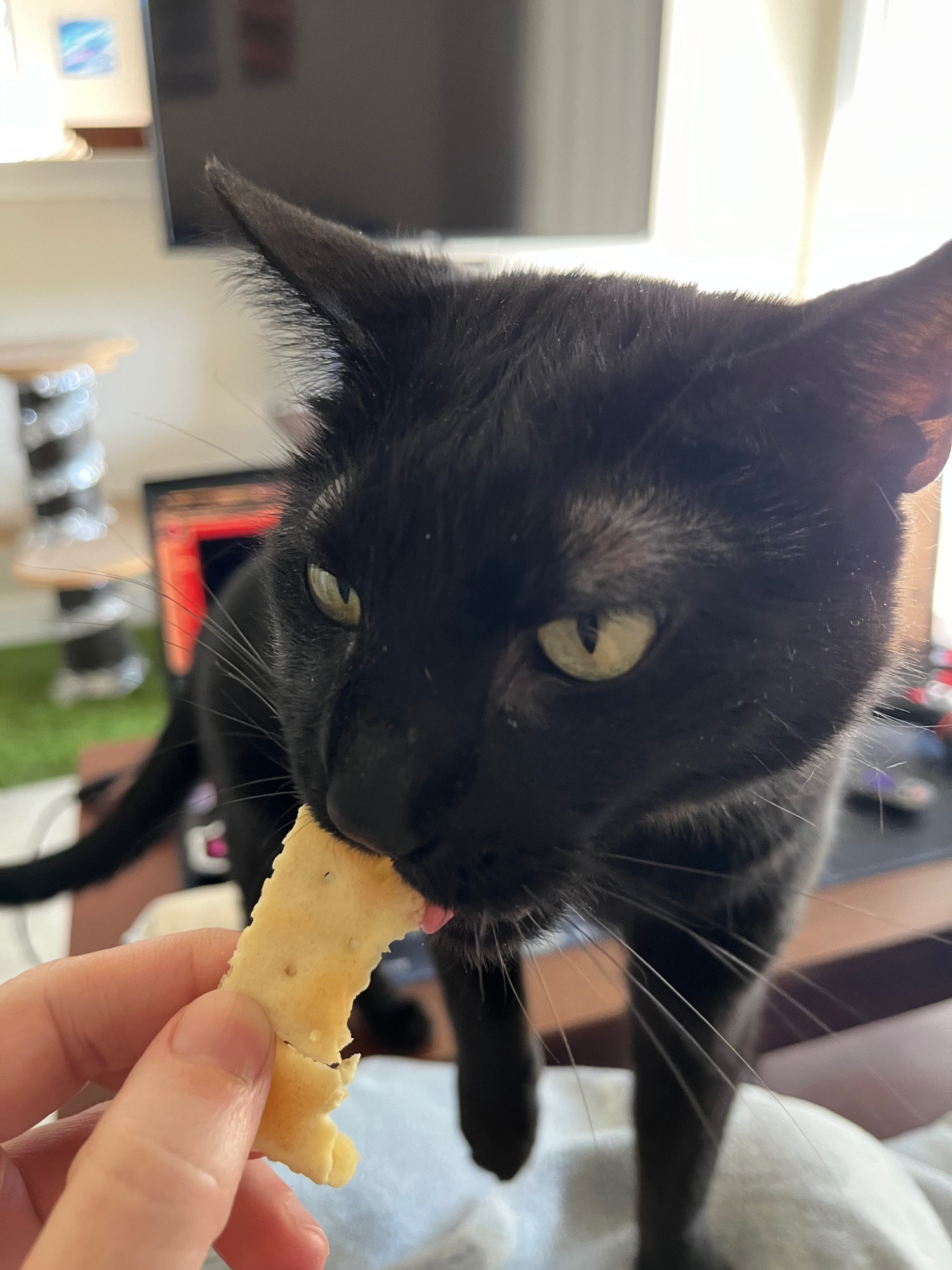 A black cat eating a saltine. He is way too intense about this.