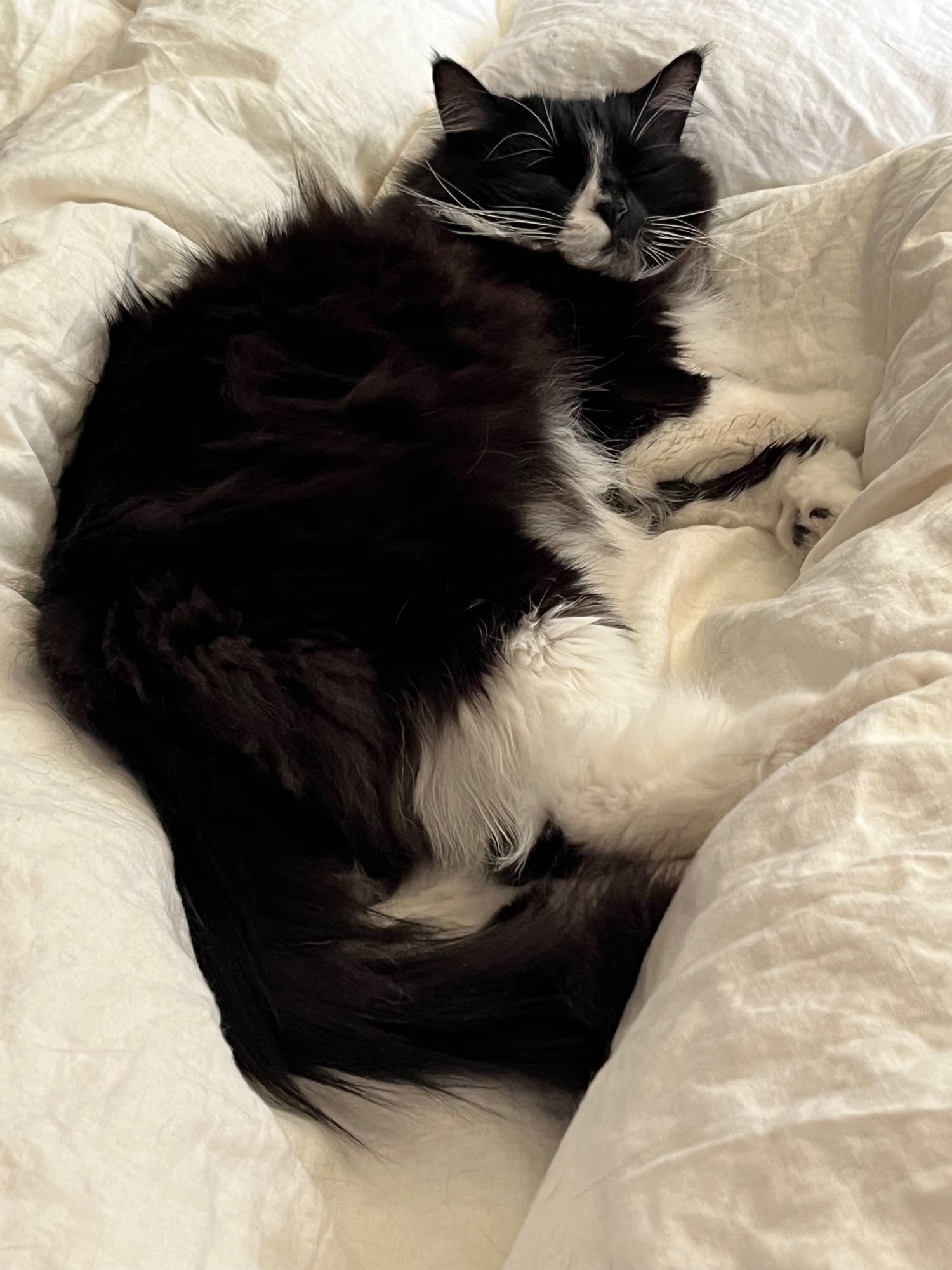 A long haired, tuxedo cat looking particularly floofy while sleeping on a white duvet.