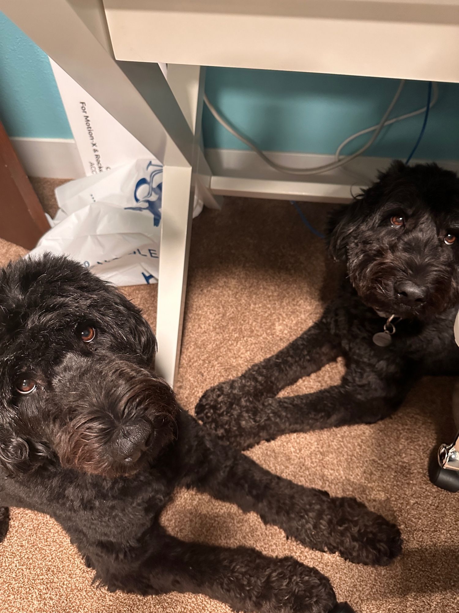 two black dogs lying under office desk