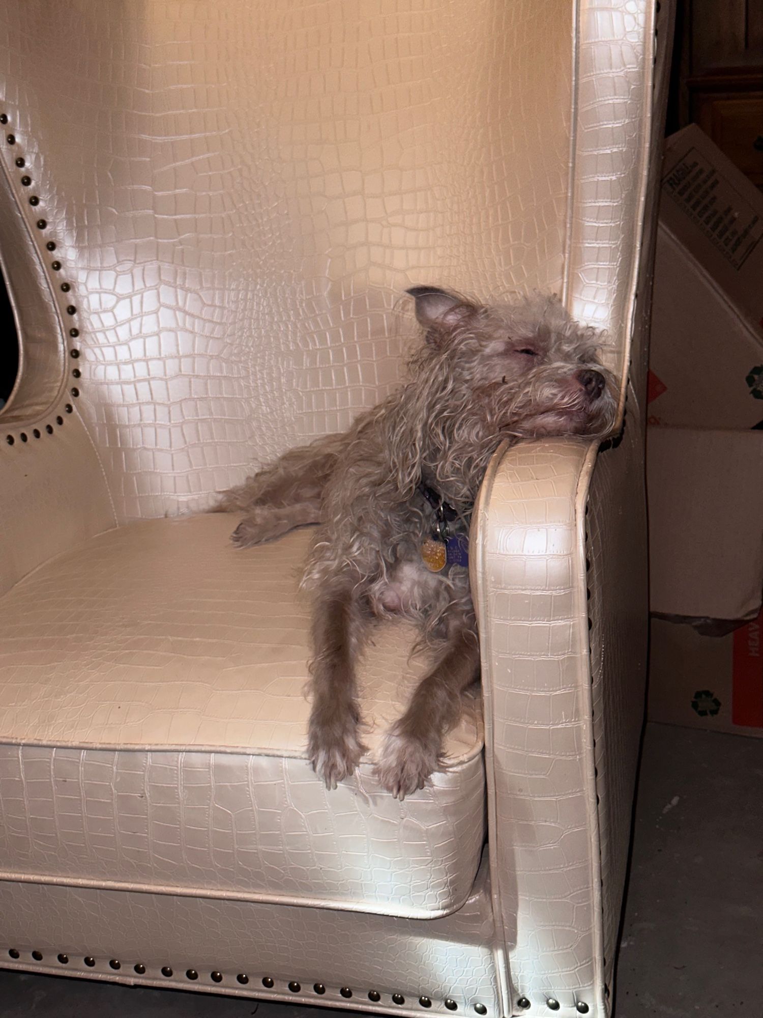 Gray and white terrier hanging his head on the arm of a chair looking bored.