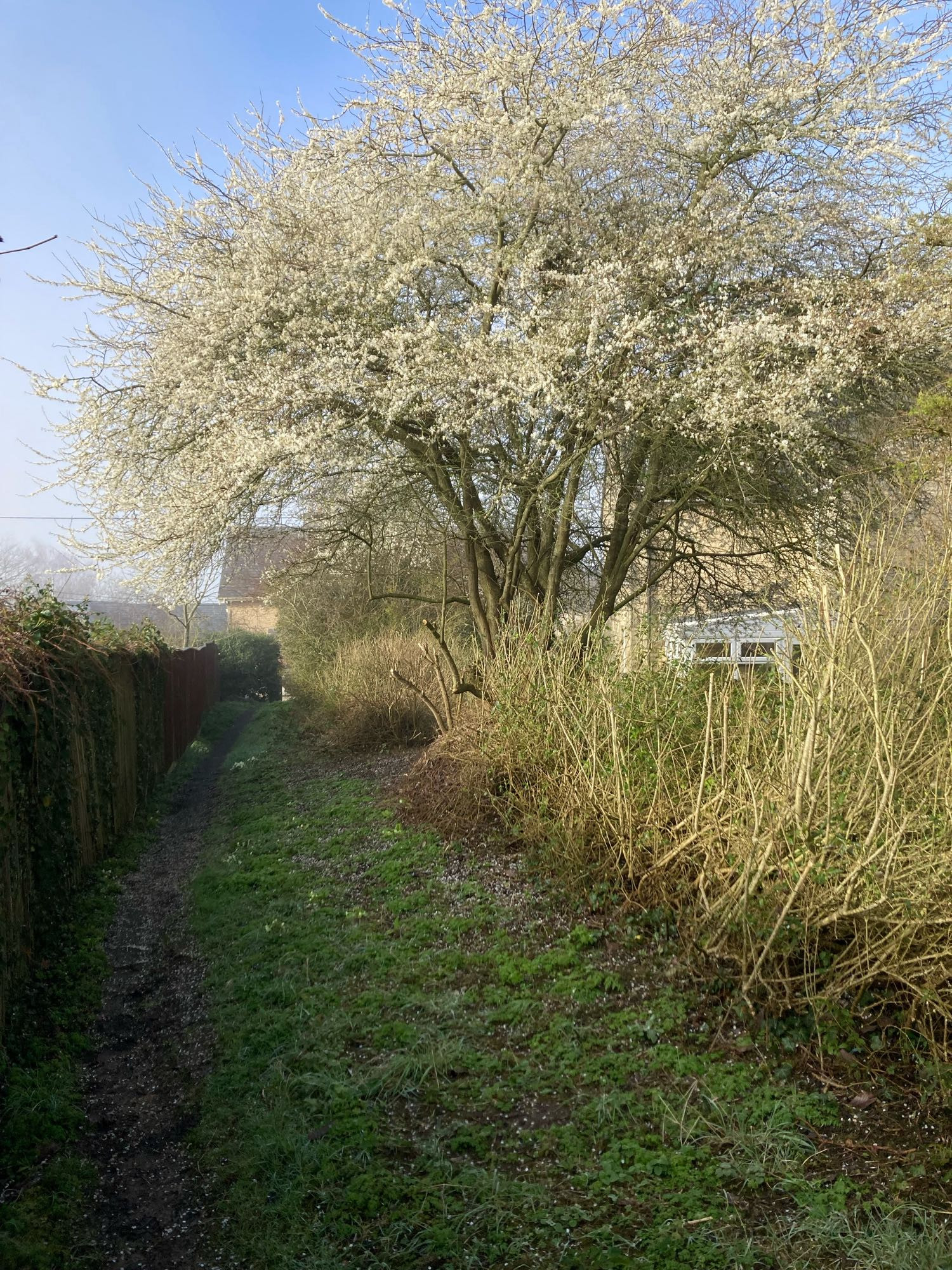 Wild cherry blossom