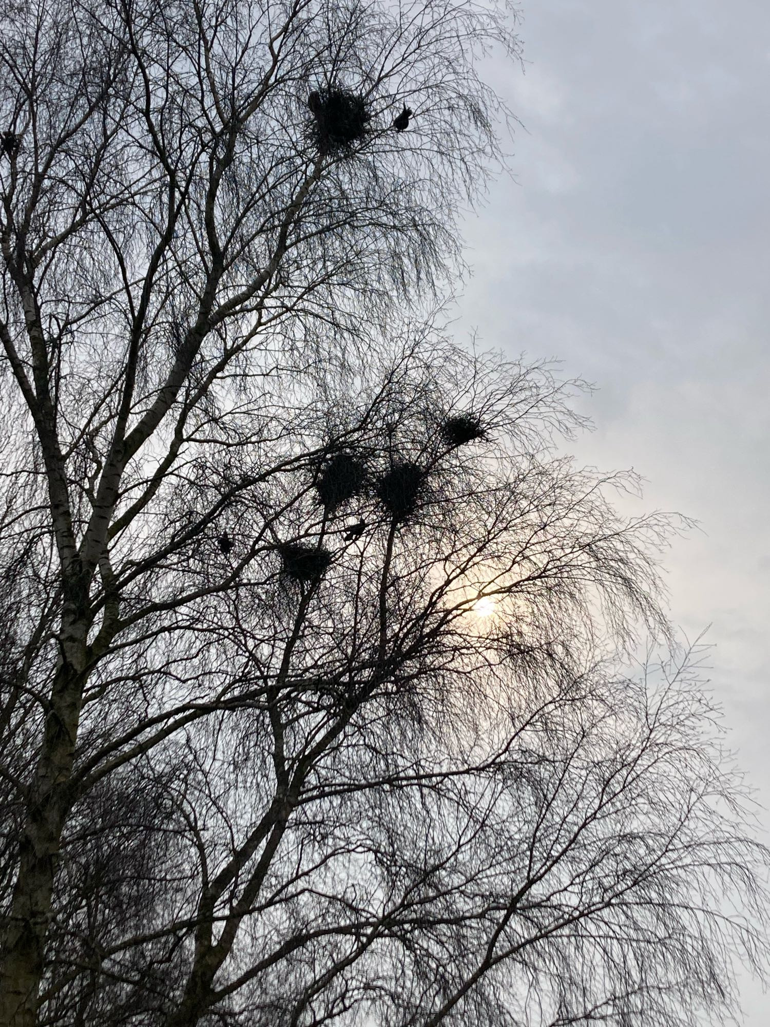 Rooks nests under construction in silver birch