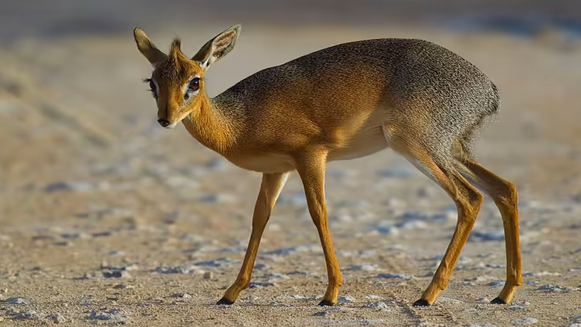 A picture of an animal known as a Dik Dik