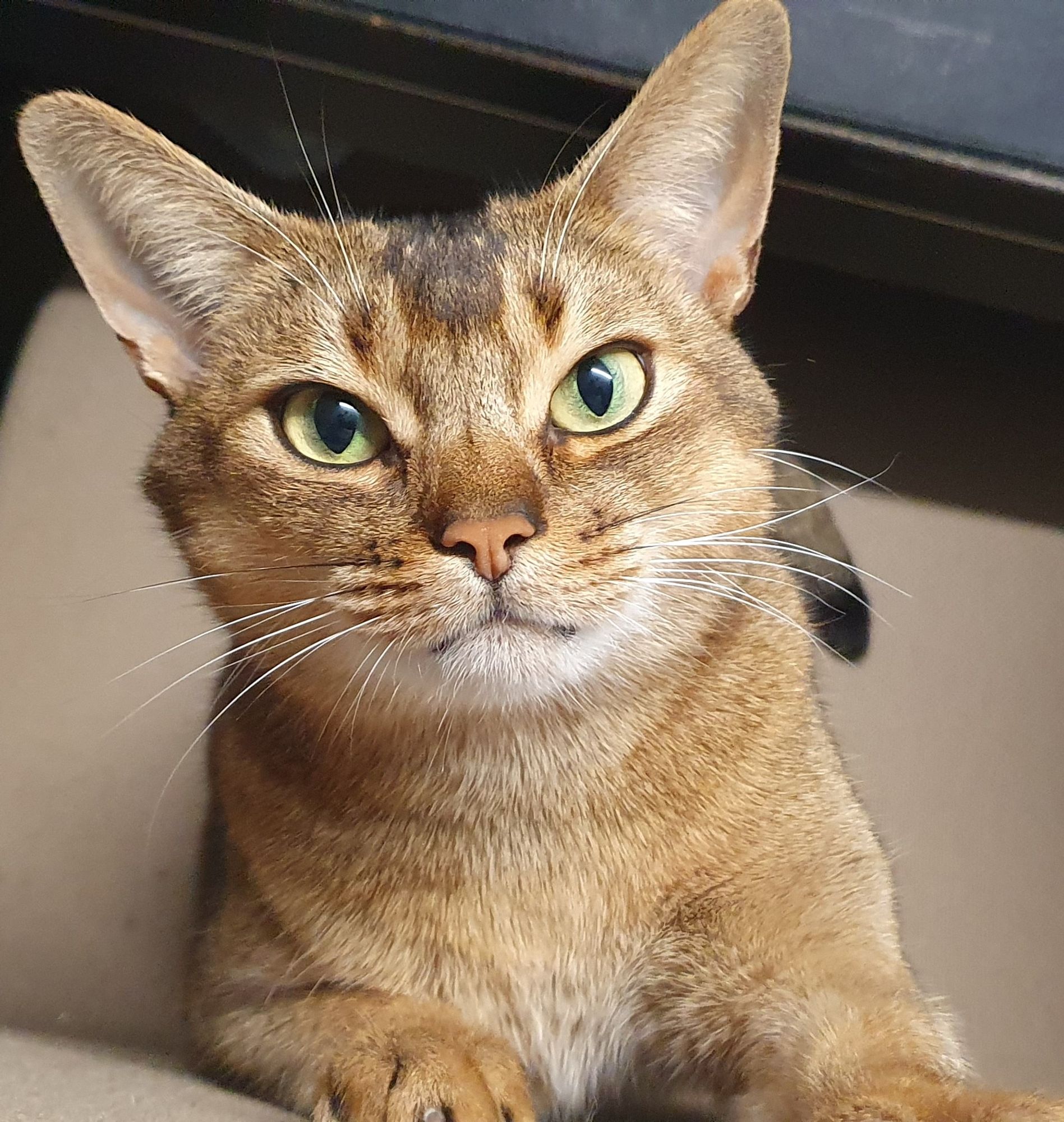 Abyssinian