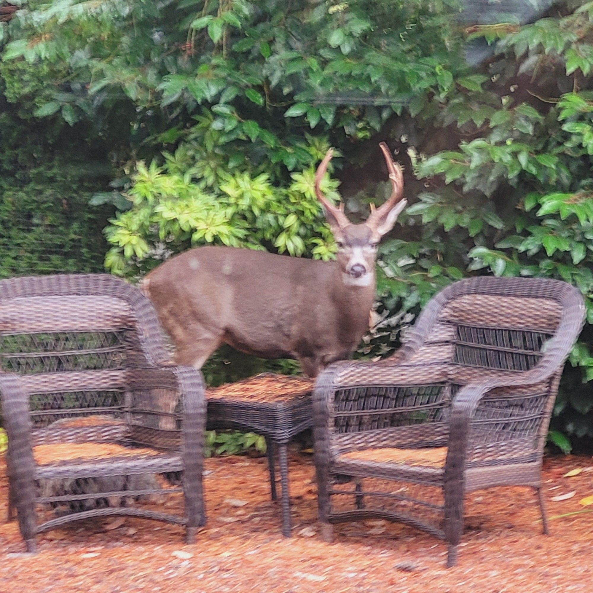 Photo of a buck in the front yard.