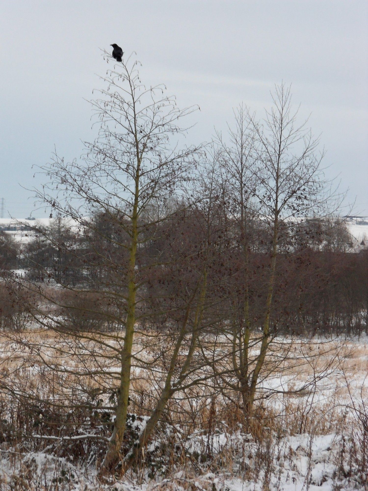 A crow/rook keeping a lonely vigil atop a bare tree in winter scrubland.