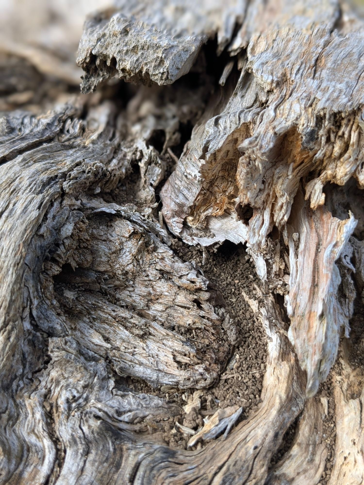 A gnarled felled tree trunk reverting to the soil