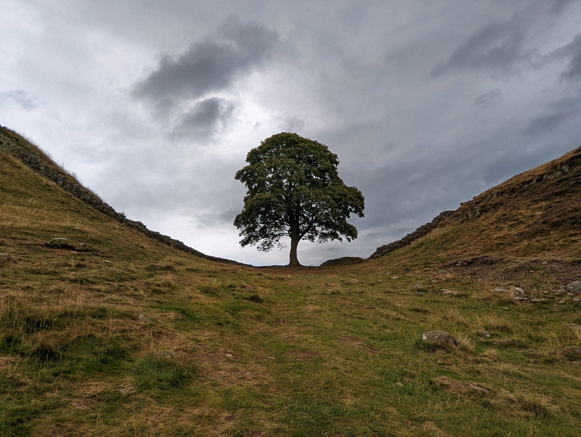 Sycamore Gap, a couple of months before it was hacked down