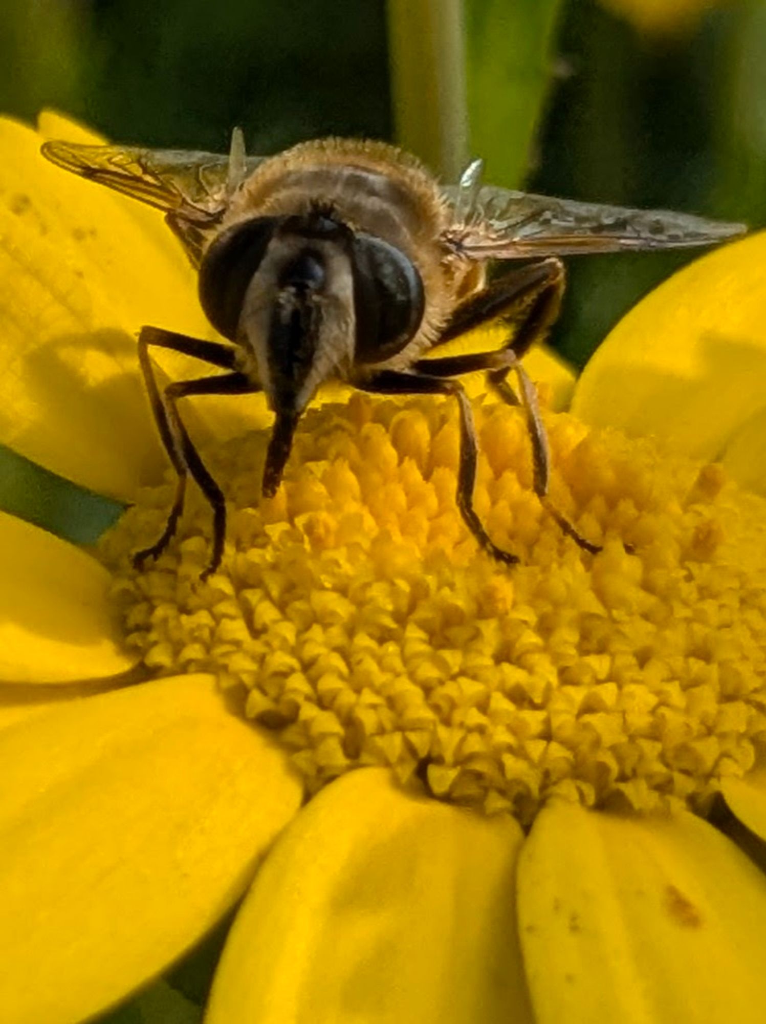 A Bee drinking on a cornflower