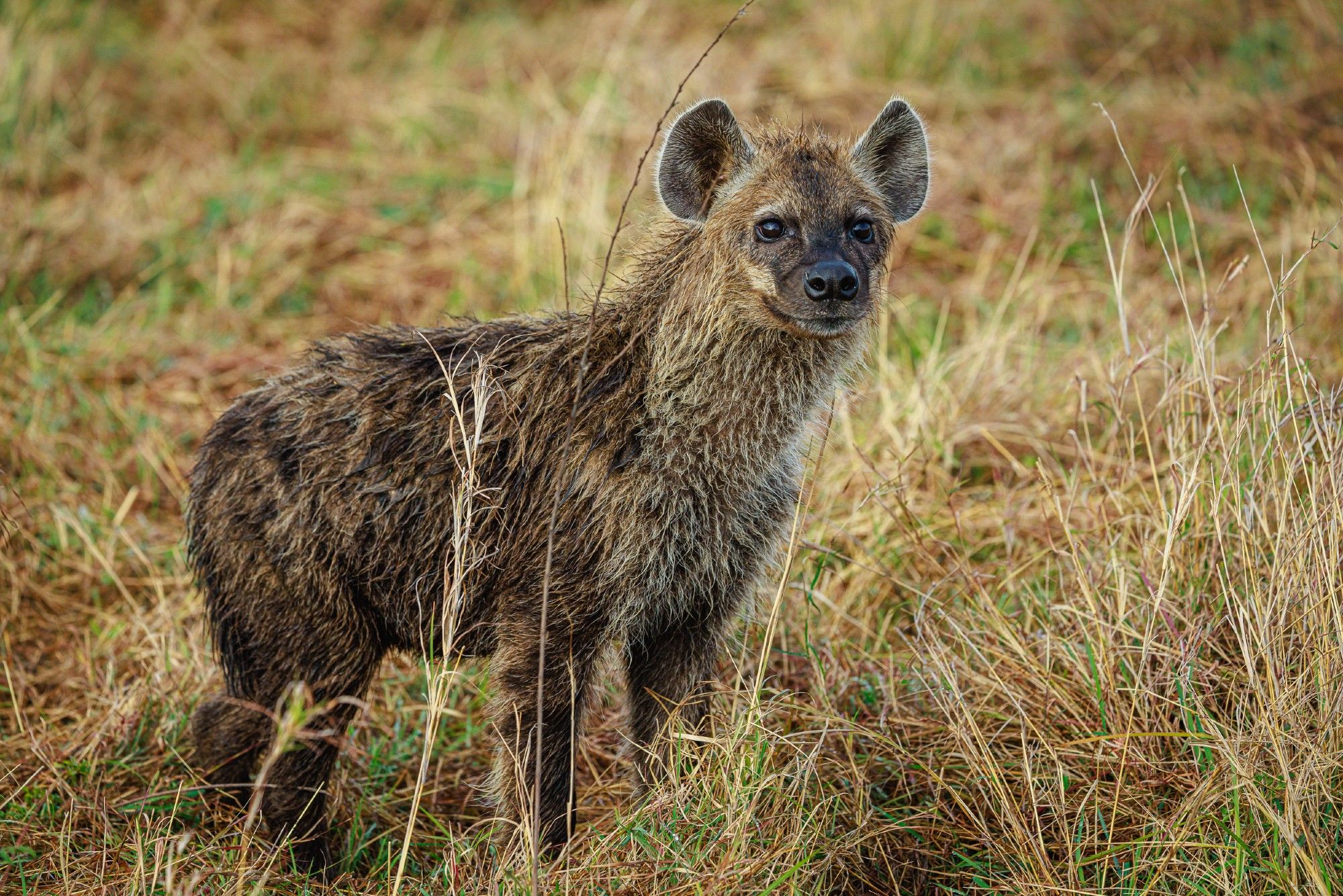 A photo of a spotted hyena standing in long yellow grass.