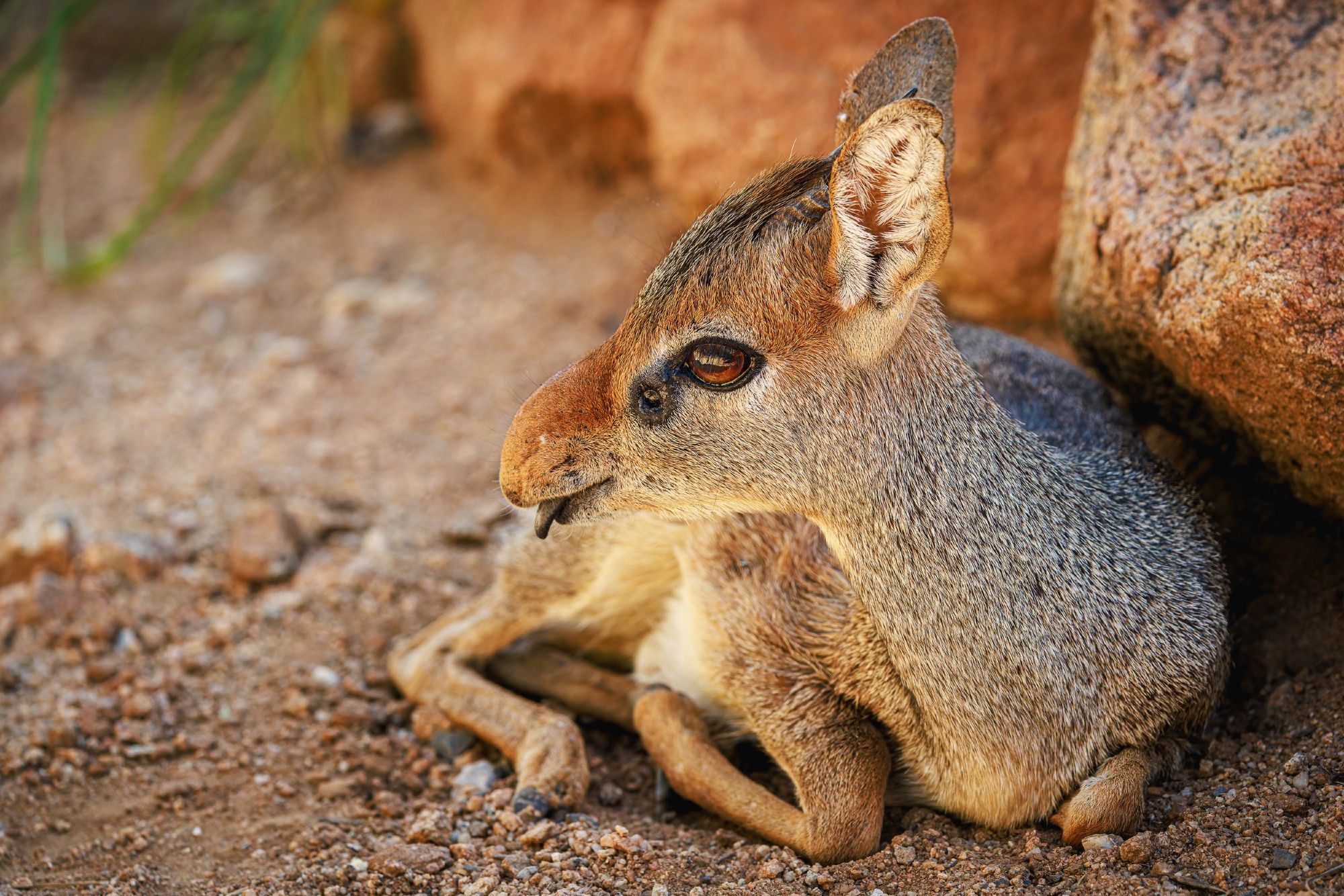 A photo of a miniature African antelope called a dik-dik curled up on a graveled path in the shade of some boulders, with the tip of its dark purple-colored tongue sticking out of its mouth.