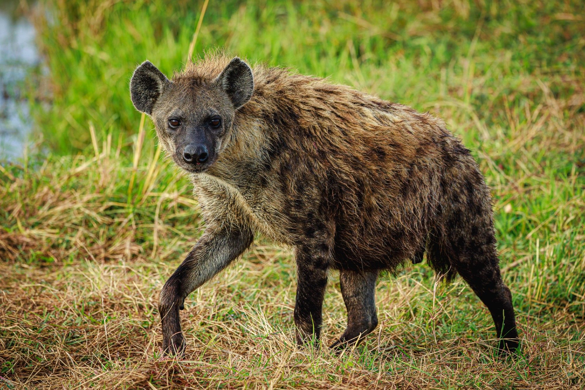 A photo of a large spotted hyena walking through grass and looking into the camera.