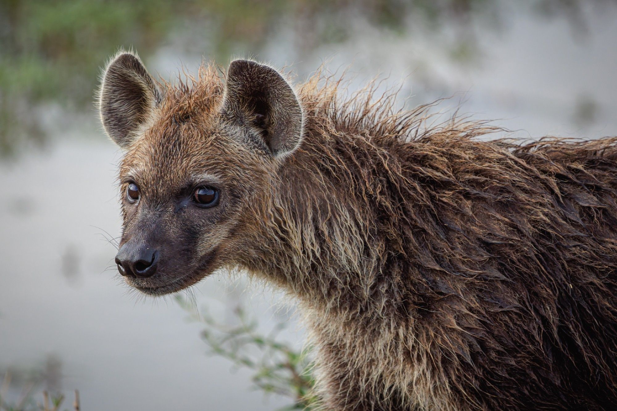 A photo of a young spotted hyena's face.