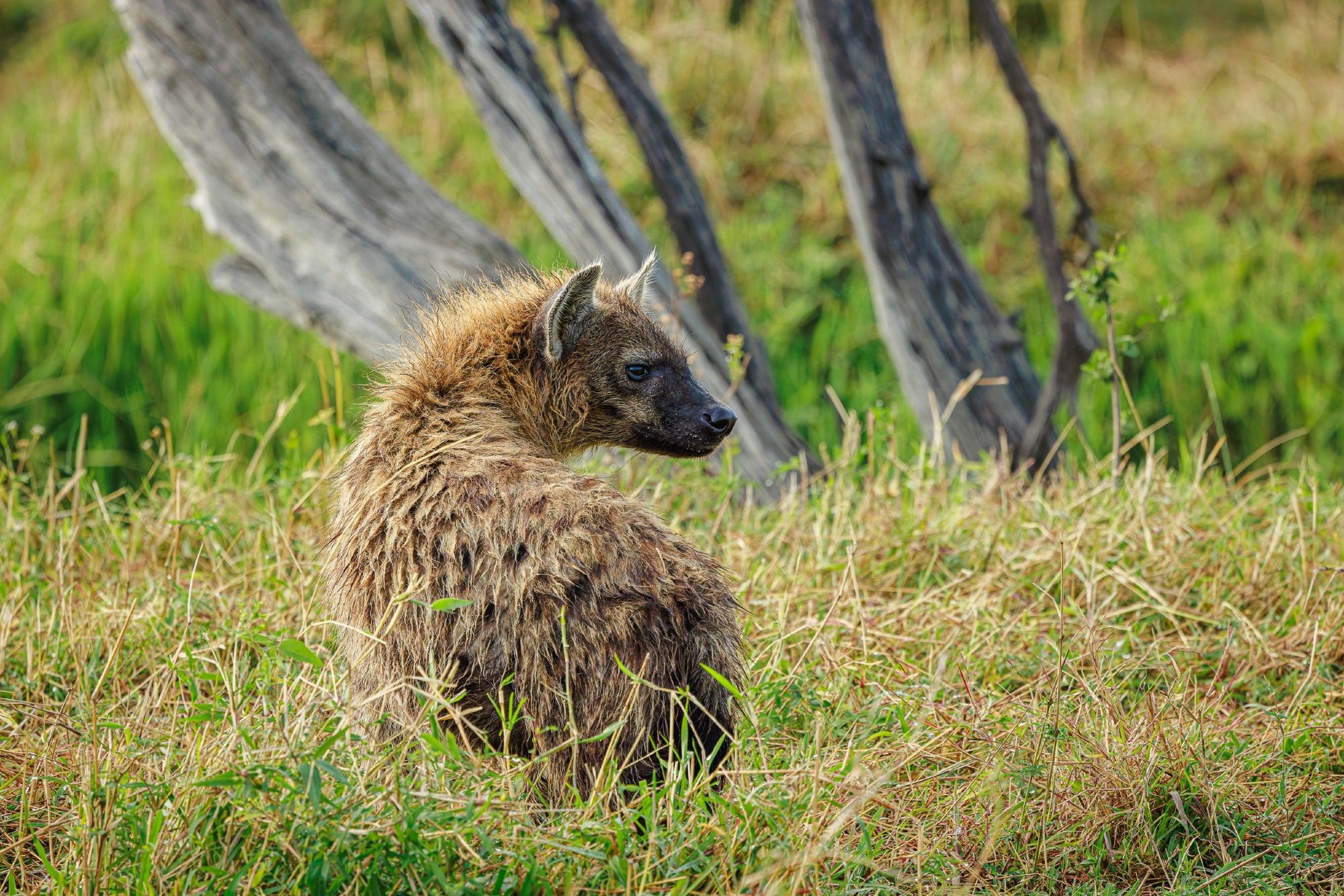 A photo of a spotted hyena standing in long grass, turning to look over its shoulder, with dead gray tree trunks and greenery in the background.