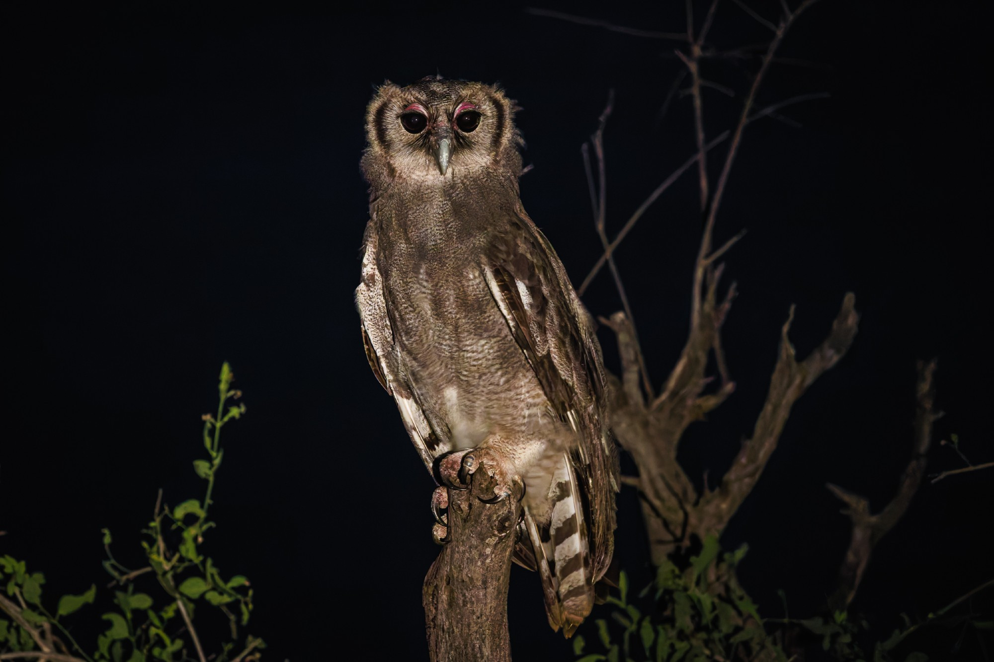 A photo of a very large owl perched in a tree at night, with dead branches and black sky behind it. It has unusual pink, fleshy eyelids and dark shiny eyes.