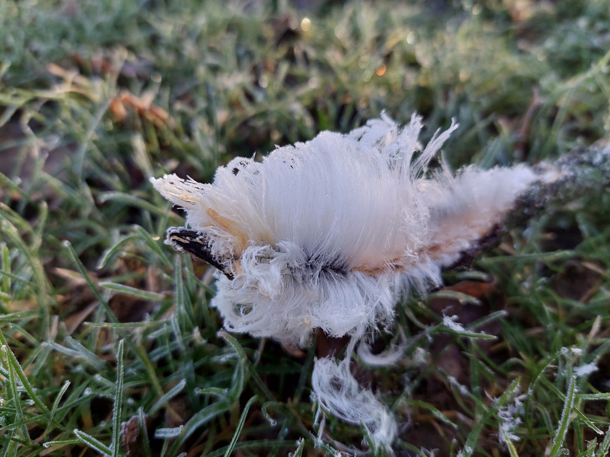 Abgebrochenes Ende eines Zweigs im Schatten auf mit Frost bedecktem Rasen liegend. Am Bruch hat sich fein faserig Haareis gebildet, dass das Rnde des Zweigs wie Wolle umschließt.