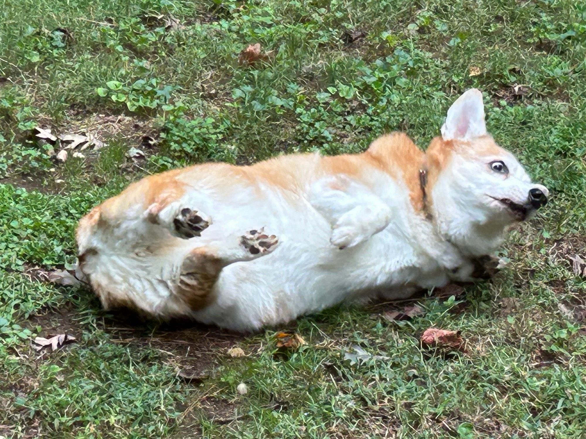 A corgi rolling in the grass. The photo has captured the moment when his back paws are raised in the air and pointed at the camera. His eyes are wide and he looks like he’s concentrating intensely on the wiggling process.