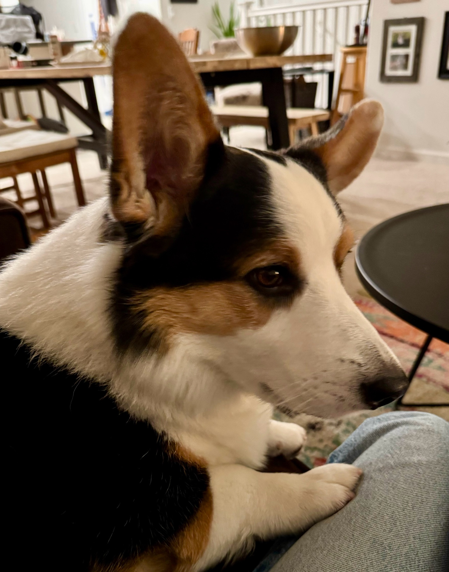 A Cardigan Welsh corgi with white, black, and brown fur. He has huge ears and tiny legs, one of which is touching my lap because he wants something. 