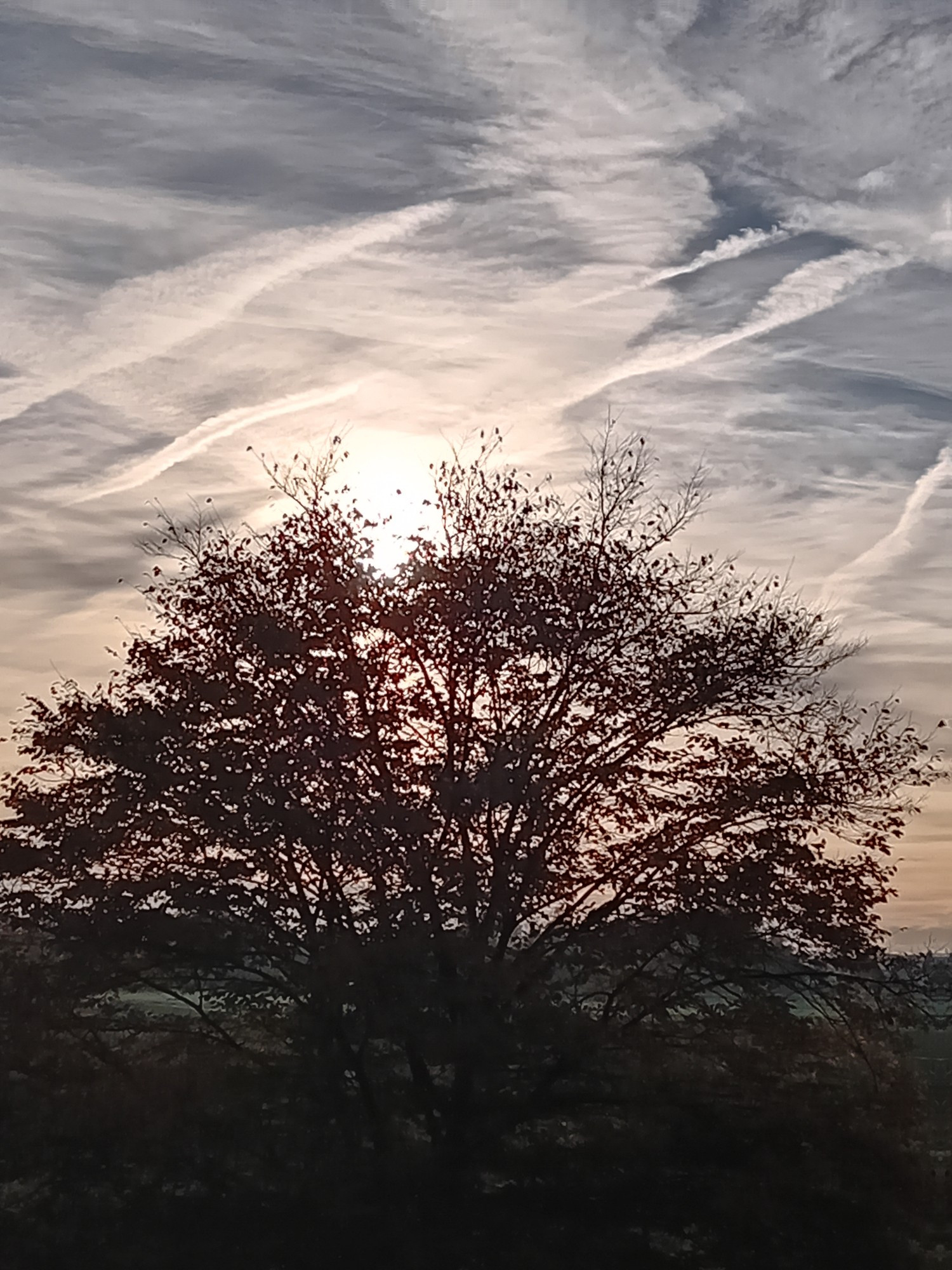 Baum etwas dunkel, dahinter die Sonne, kleiner Wolken schleier