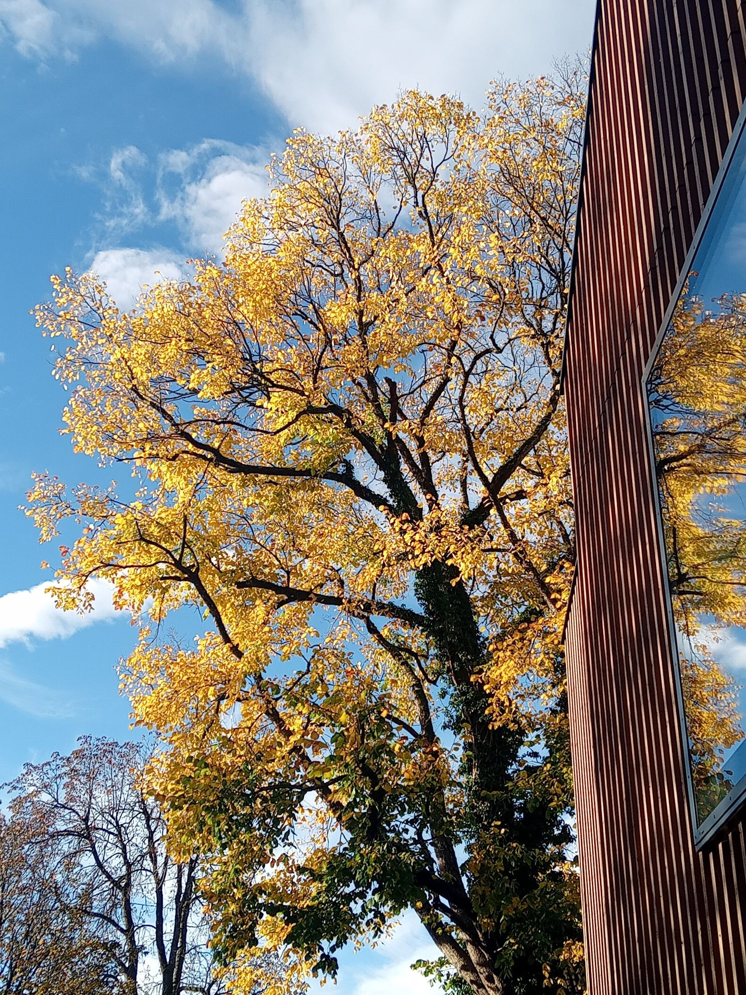 Gold gefärbter Baum, blauer Himmel mit weißen Wolken