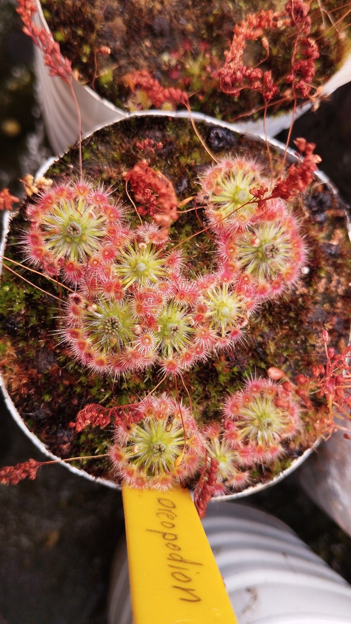 Les premiers gemmes au cœur des rosettes de Drosera Oreopodion.