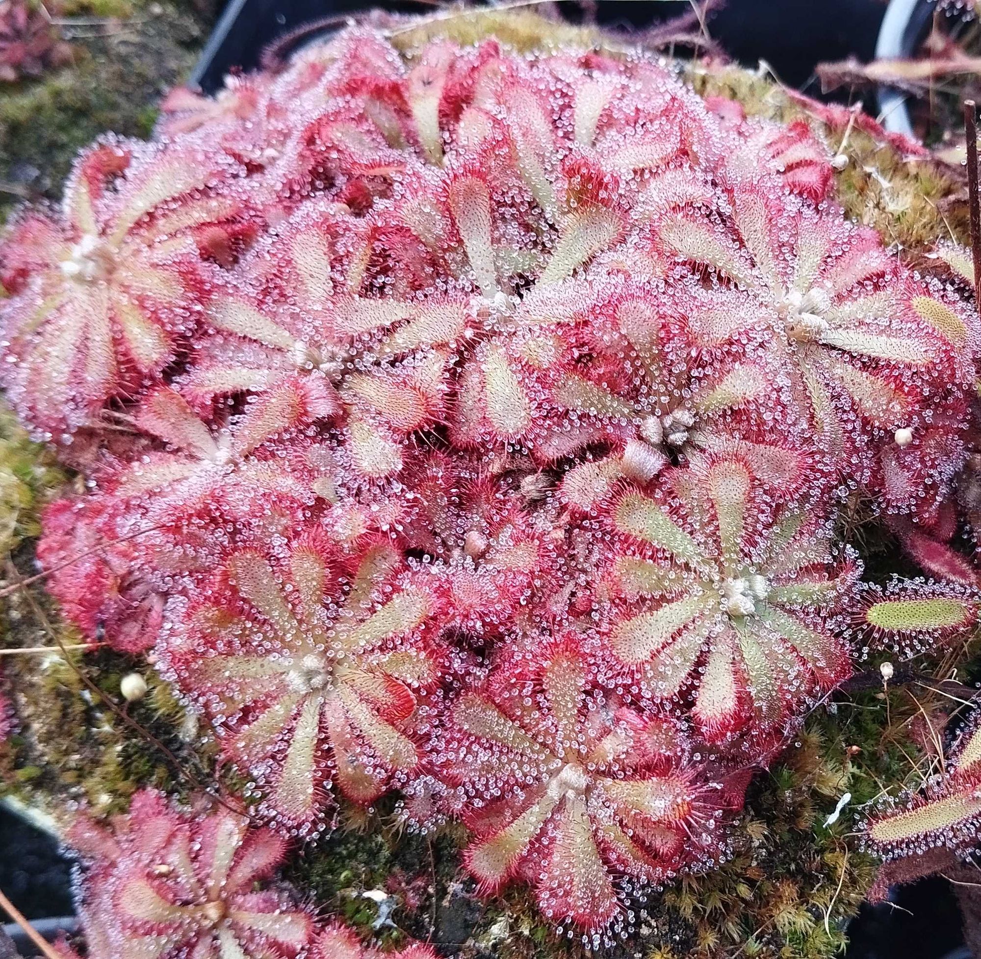 Une potée de Drosera aliciae avec de belles grosses gouttes de mucilage.