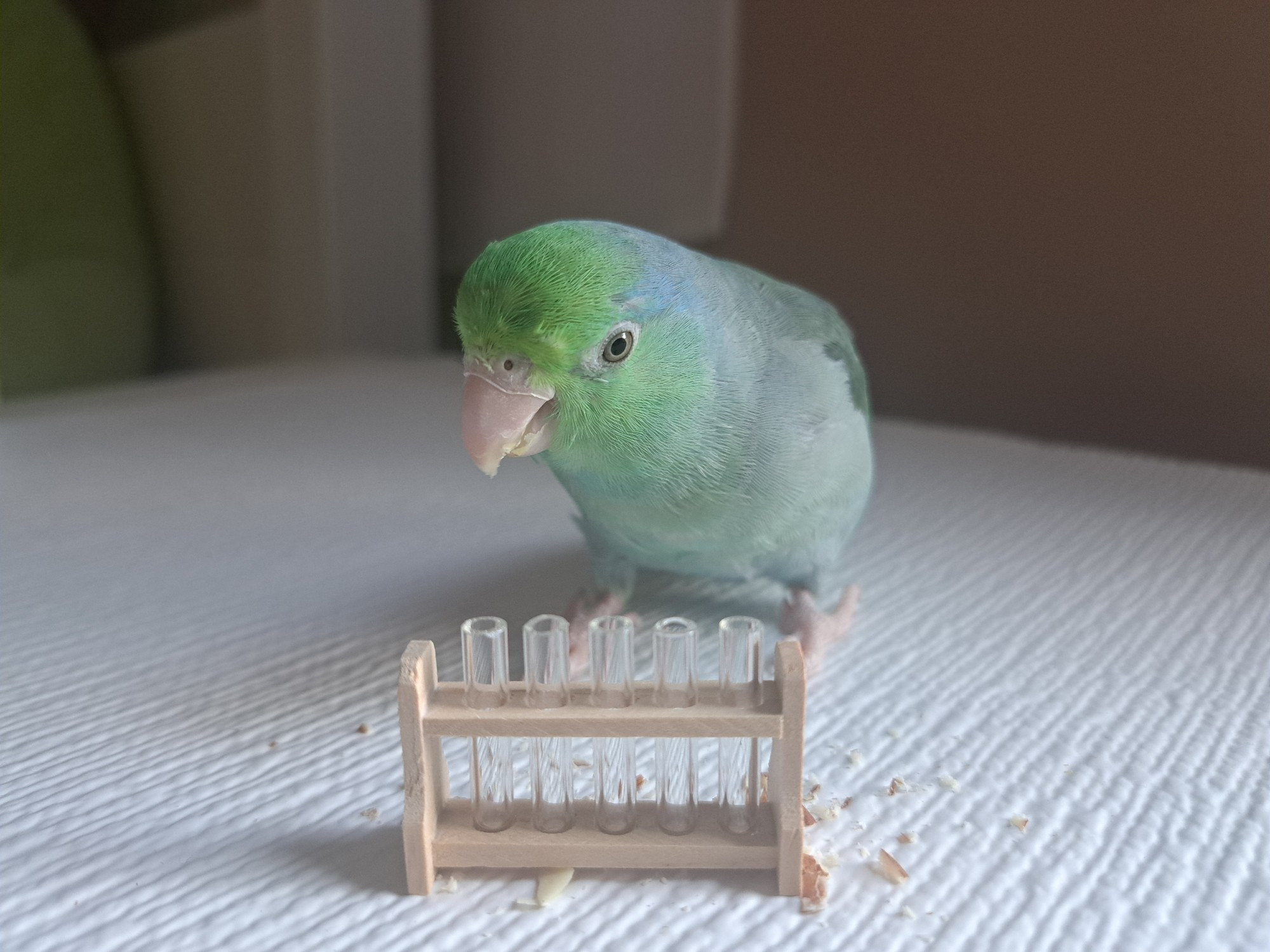 turquoise female parrotlet sitting behind a tiny set of test tubes