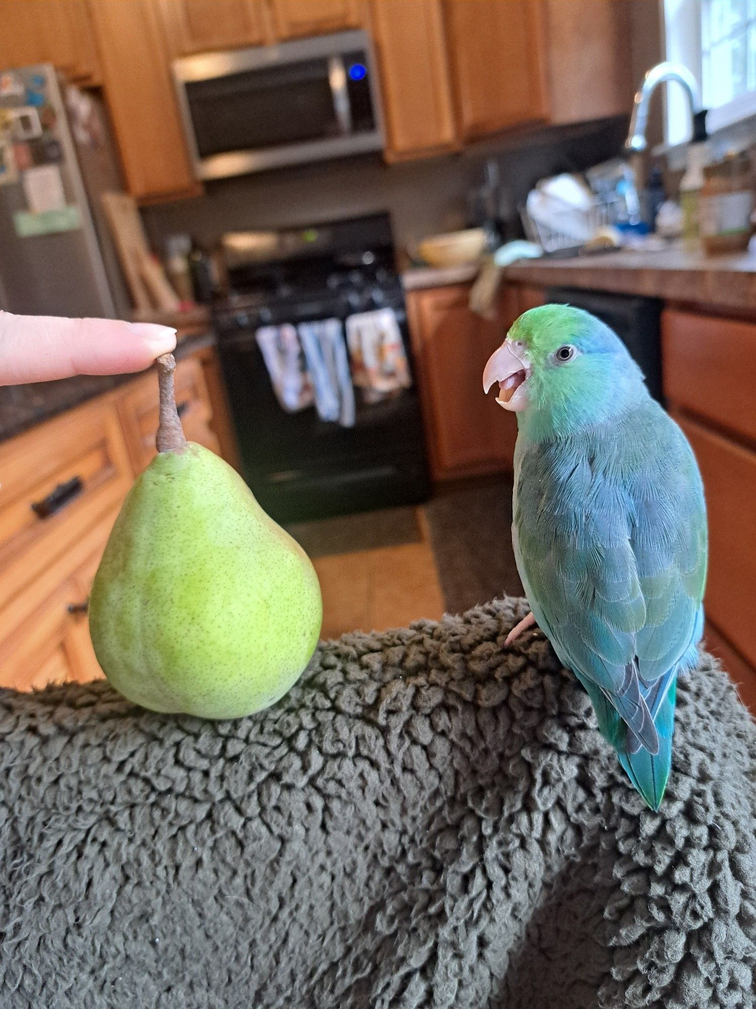 parrotlet and pear