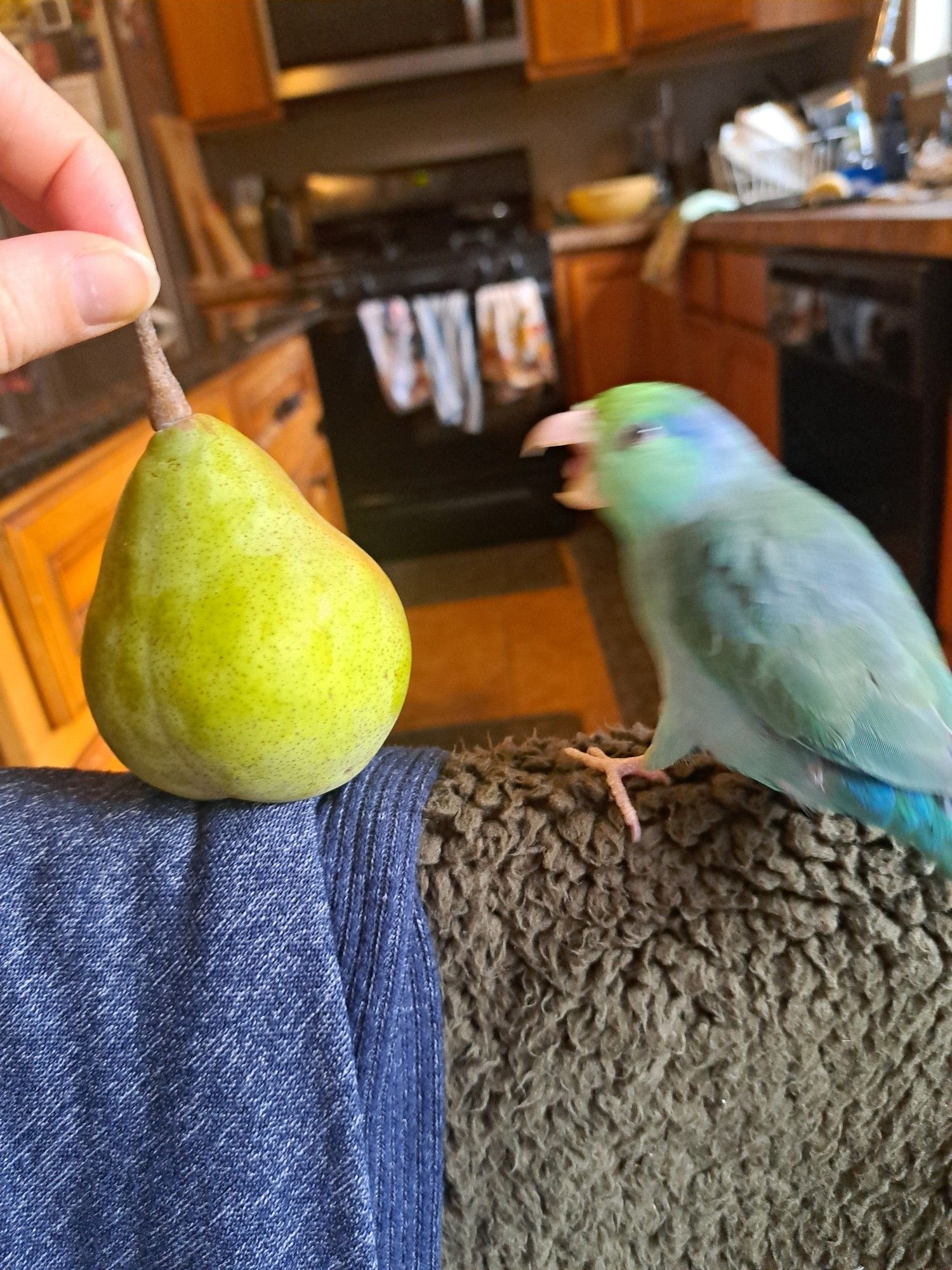 parrotlet blurred attacking pear