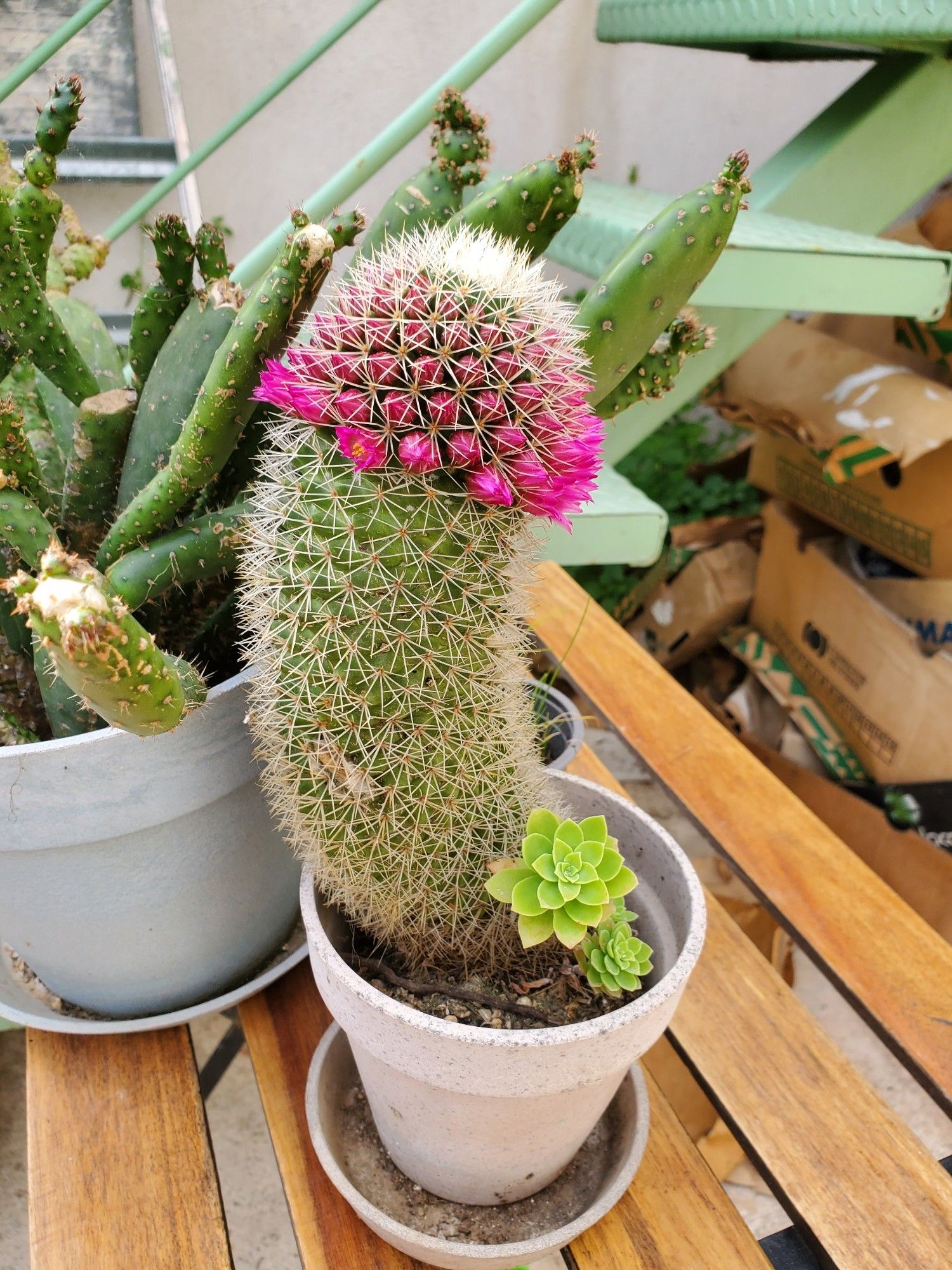 Cactus en fleurs rose fuschia