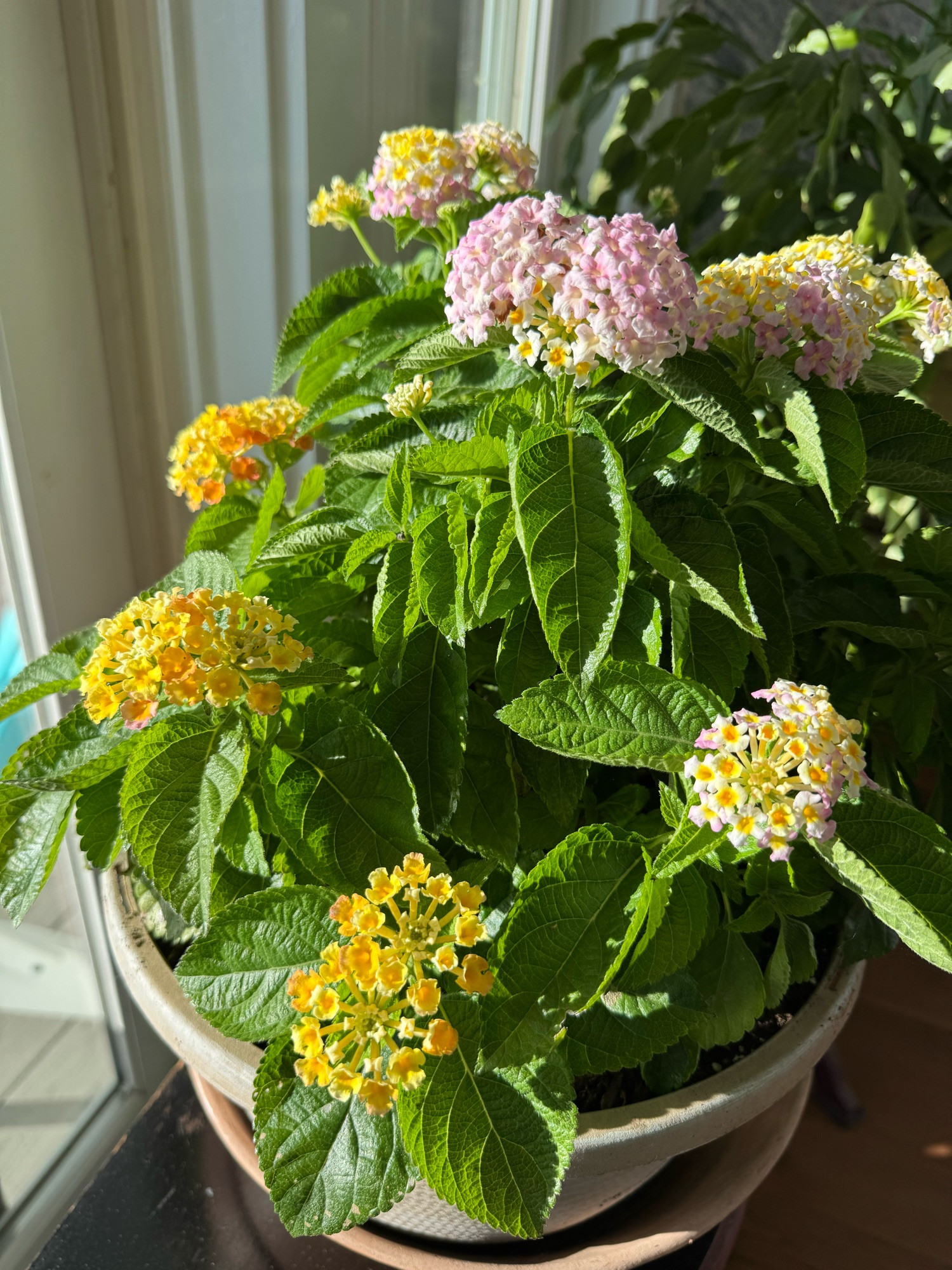 A Lantana plant that has yellow, orange and pink flowers. It’s in a pot sitting on a table indoors and enjoying the warmth of the morning sun.