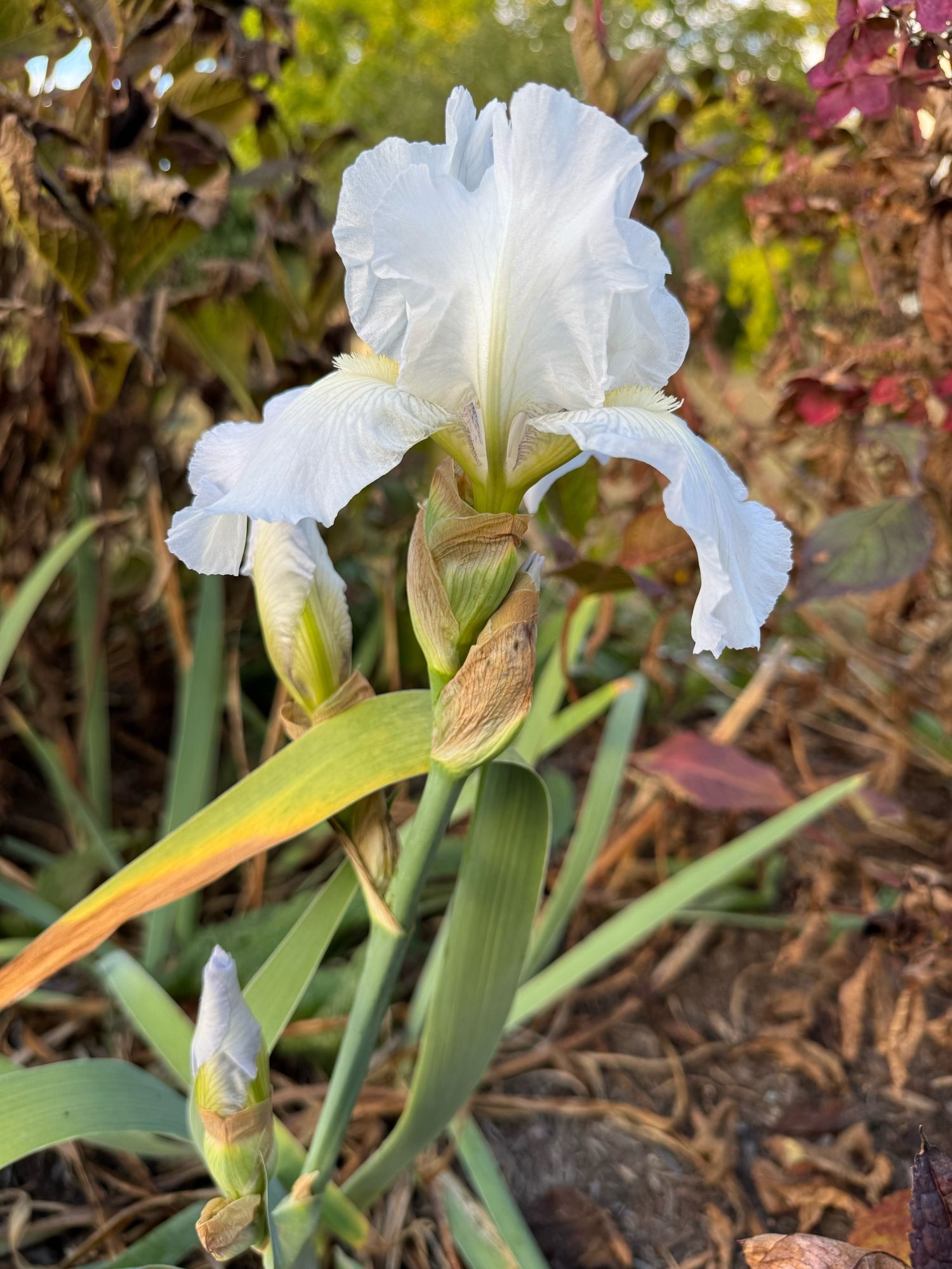 A giant white iris in bloom and two more buds on the stalk.