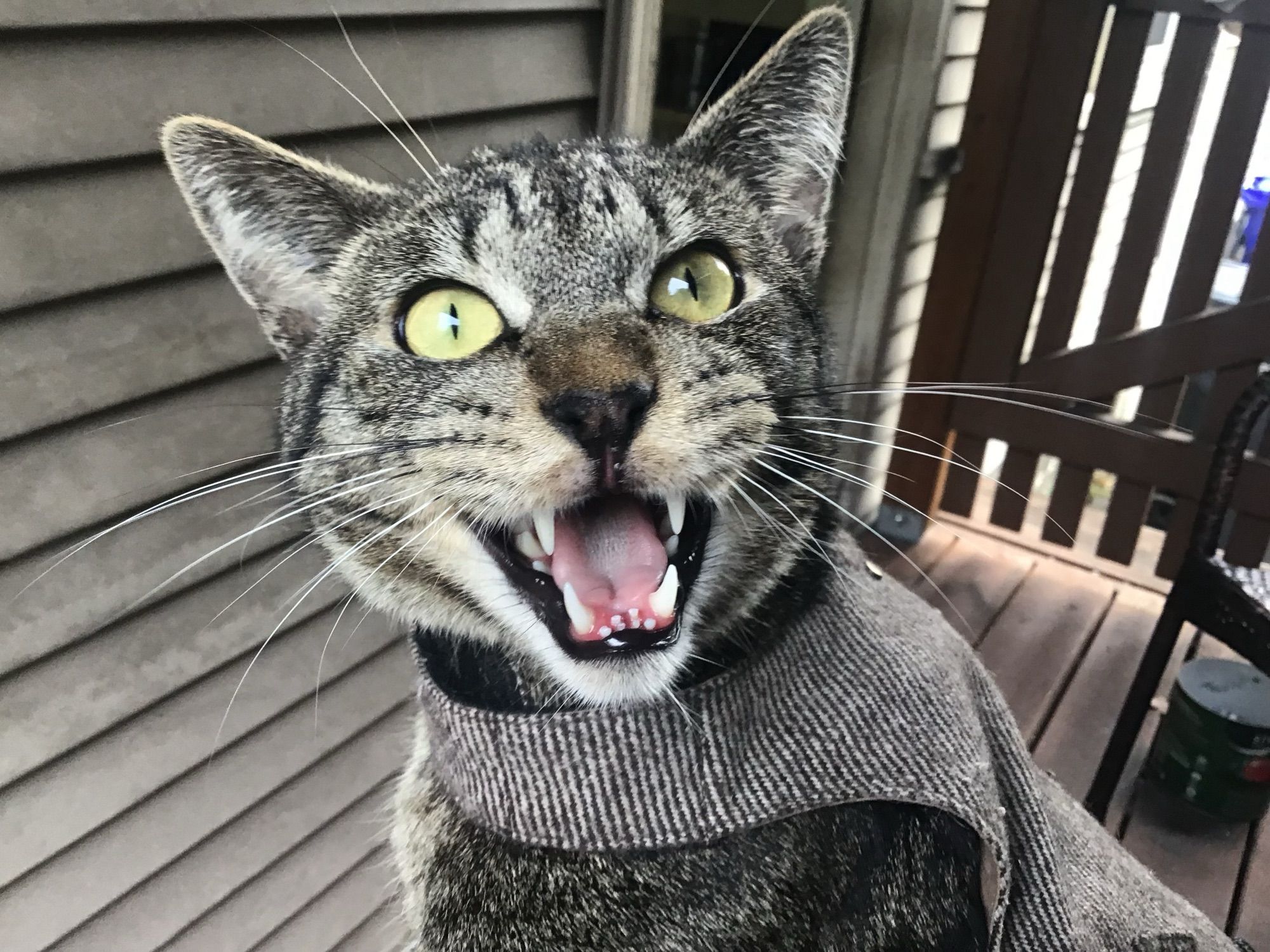 Stewie, a silvery tabby cat wearing a harness with his mouth open wide. It’s his one year birthday!