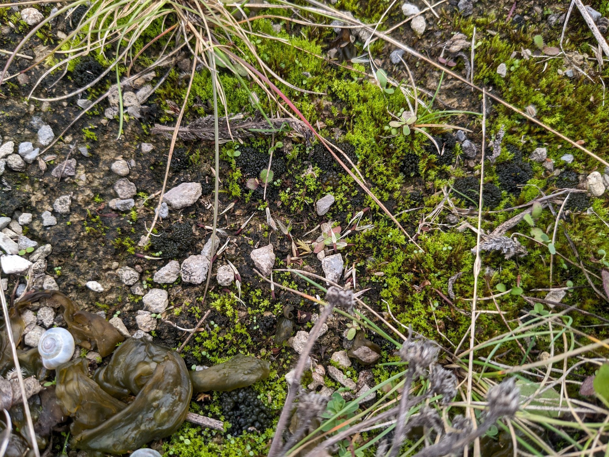 Black green jelly lichen in moss.