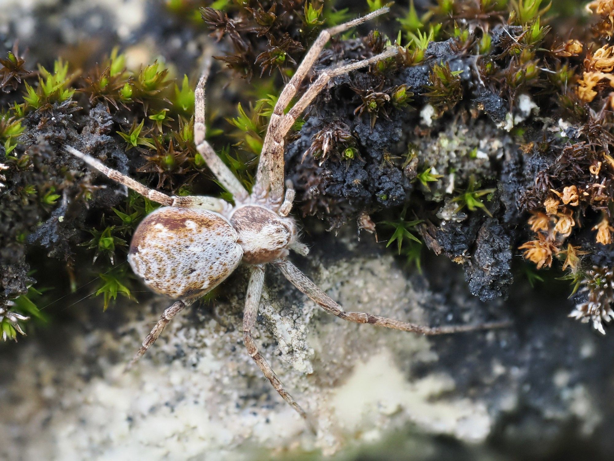 Brown and white spider on moss. Moss is nearly wholly overgrown by a black jelly lichen