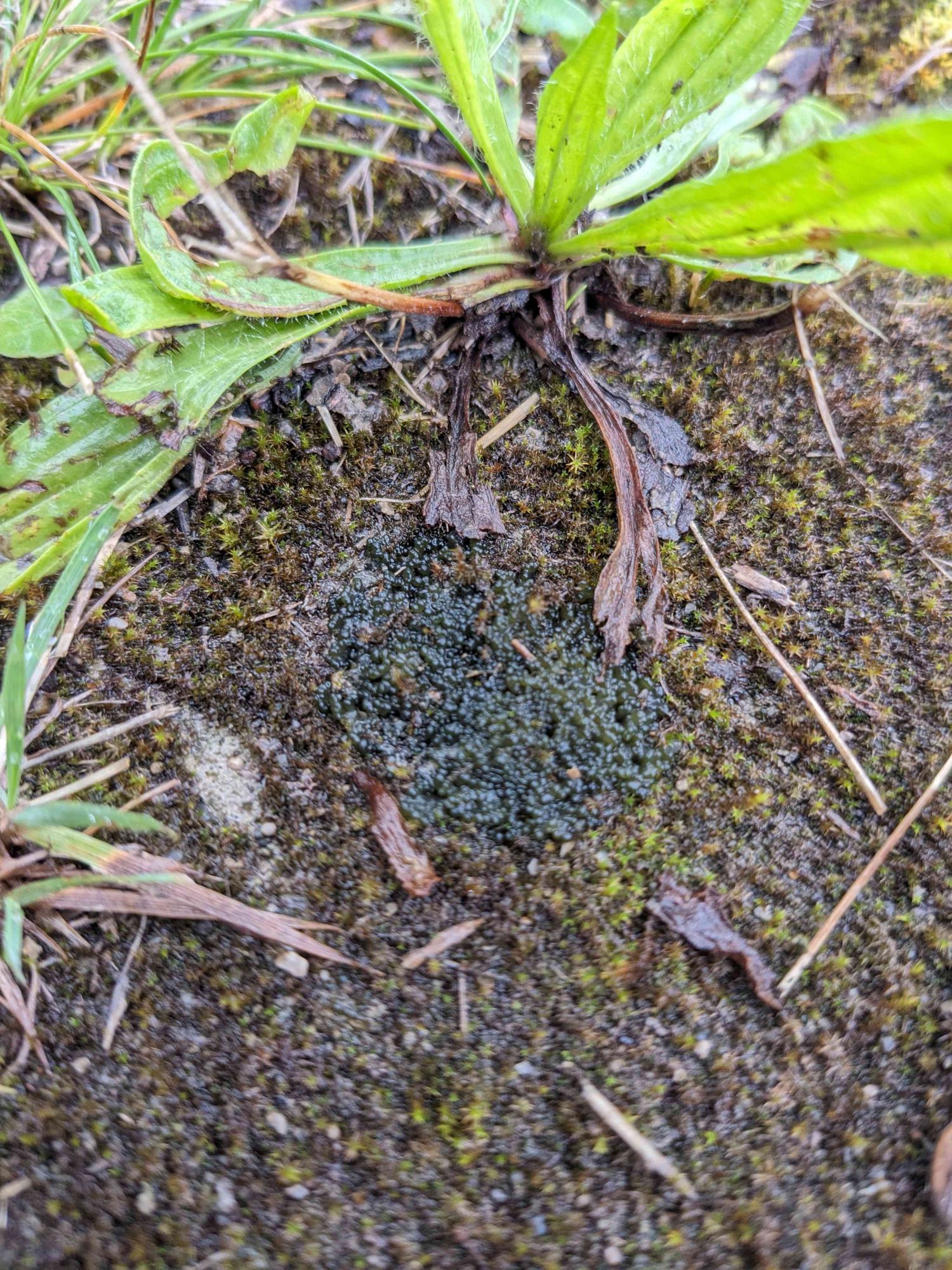 Dark green to black jelly lichen on dirt and moss