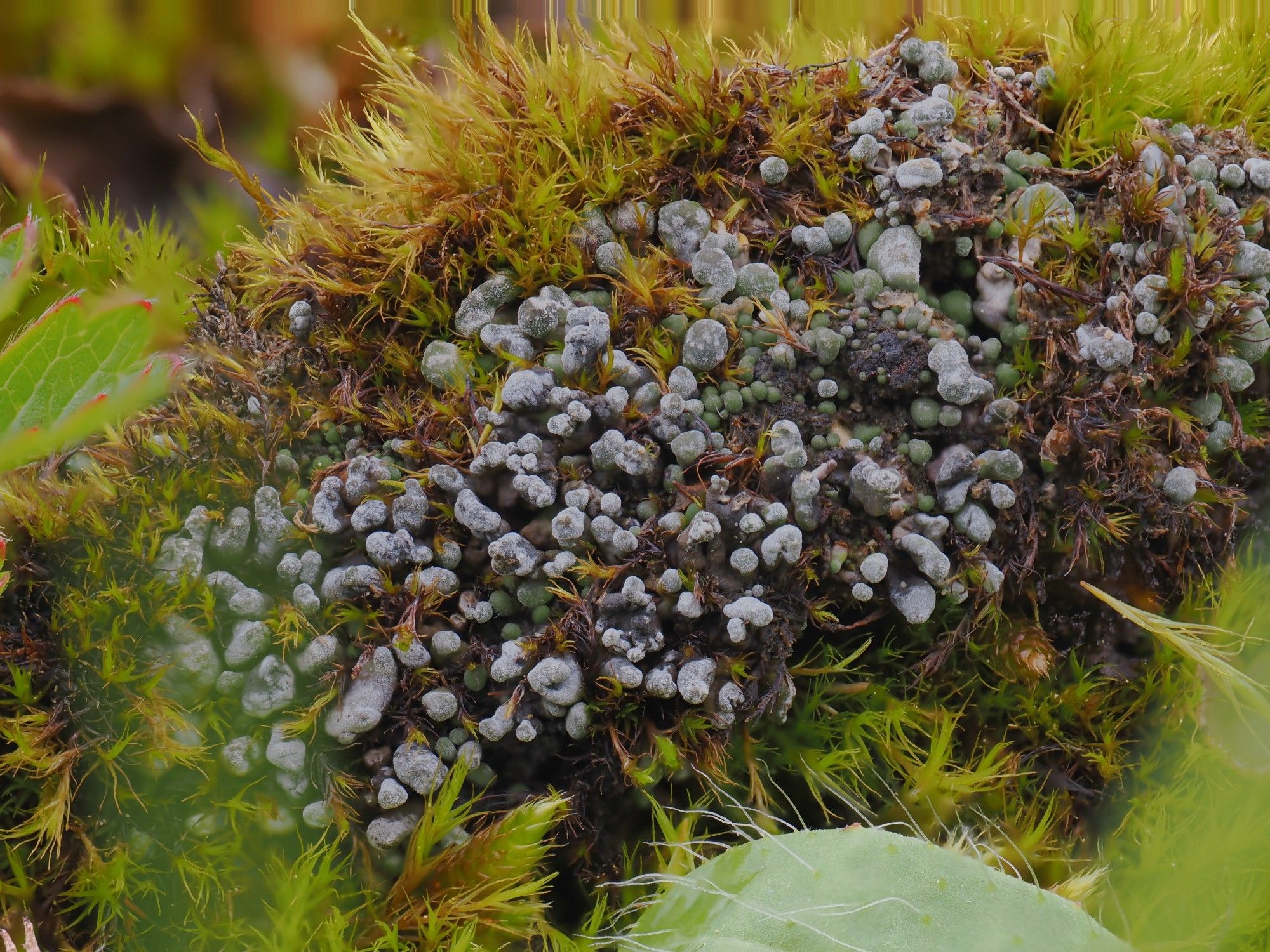 Squamulose lichen next to moss.