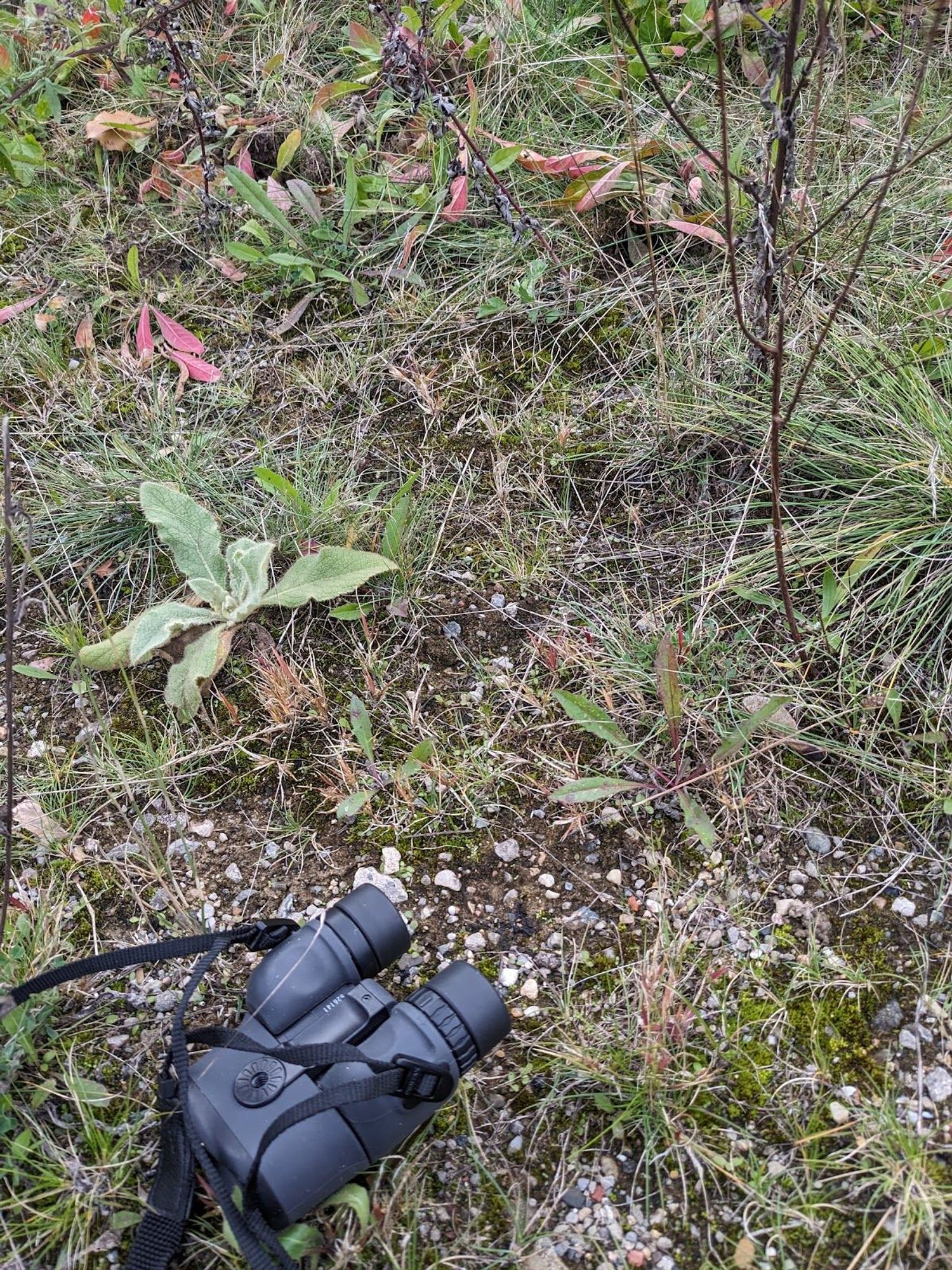 Binocular laying in low vegetation and gravel